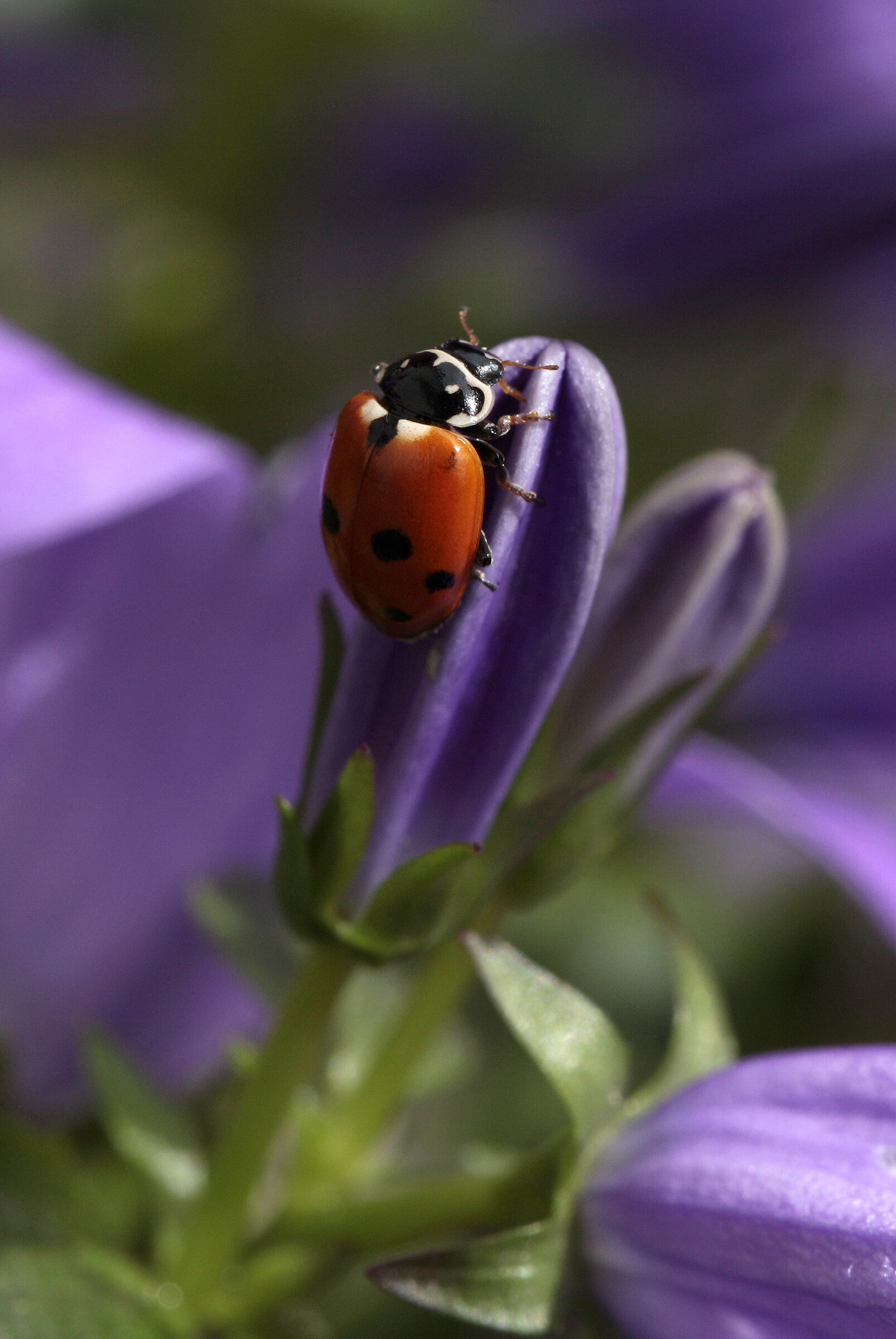 Ladybug on bell