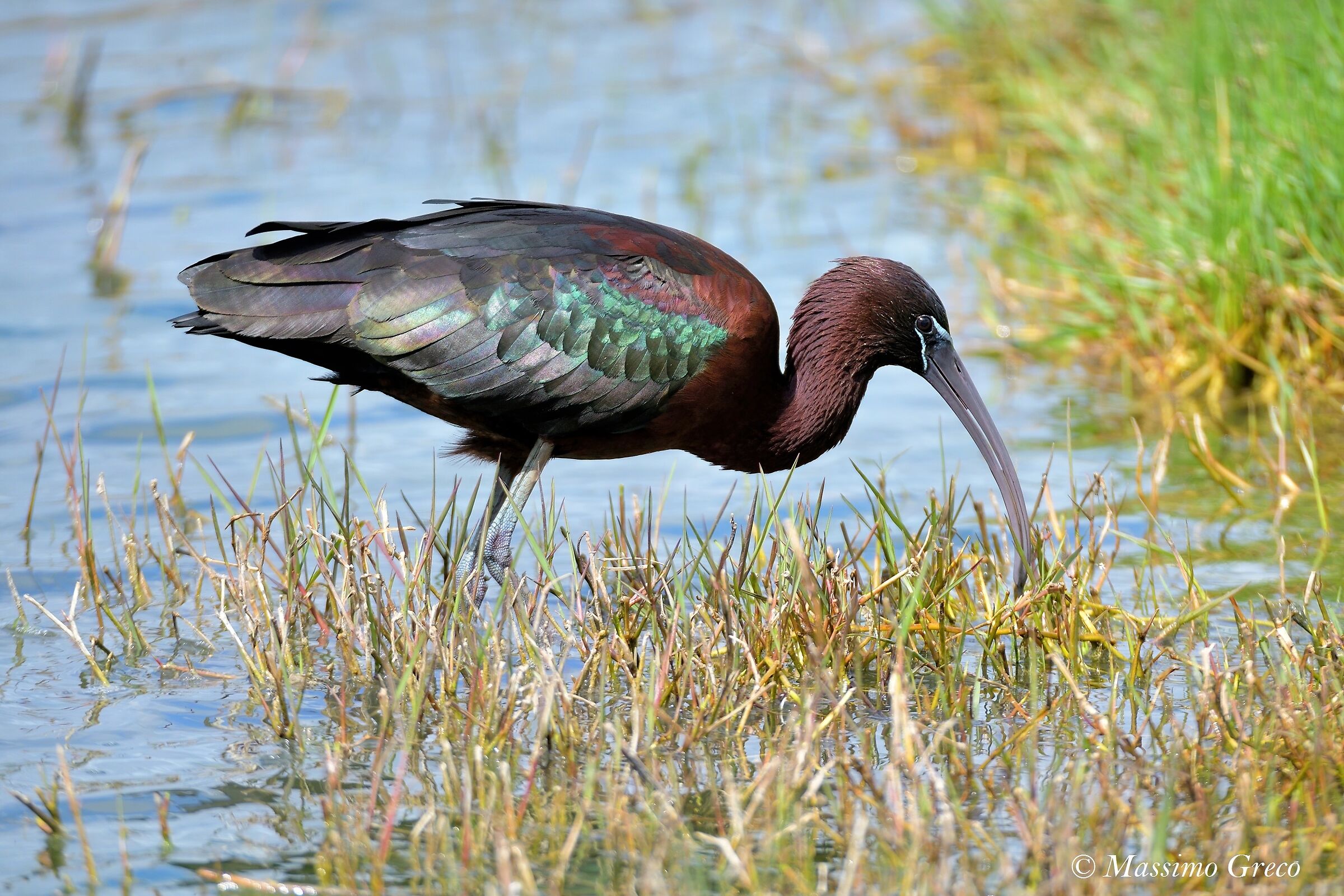 Mignattaio (Plegadis falcinellus)