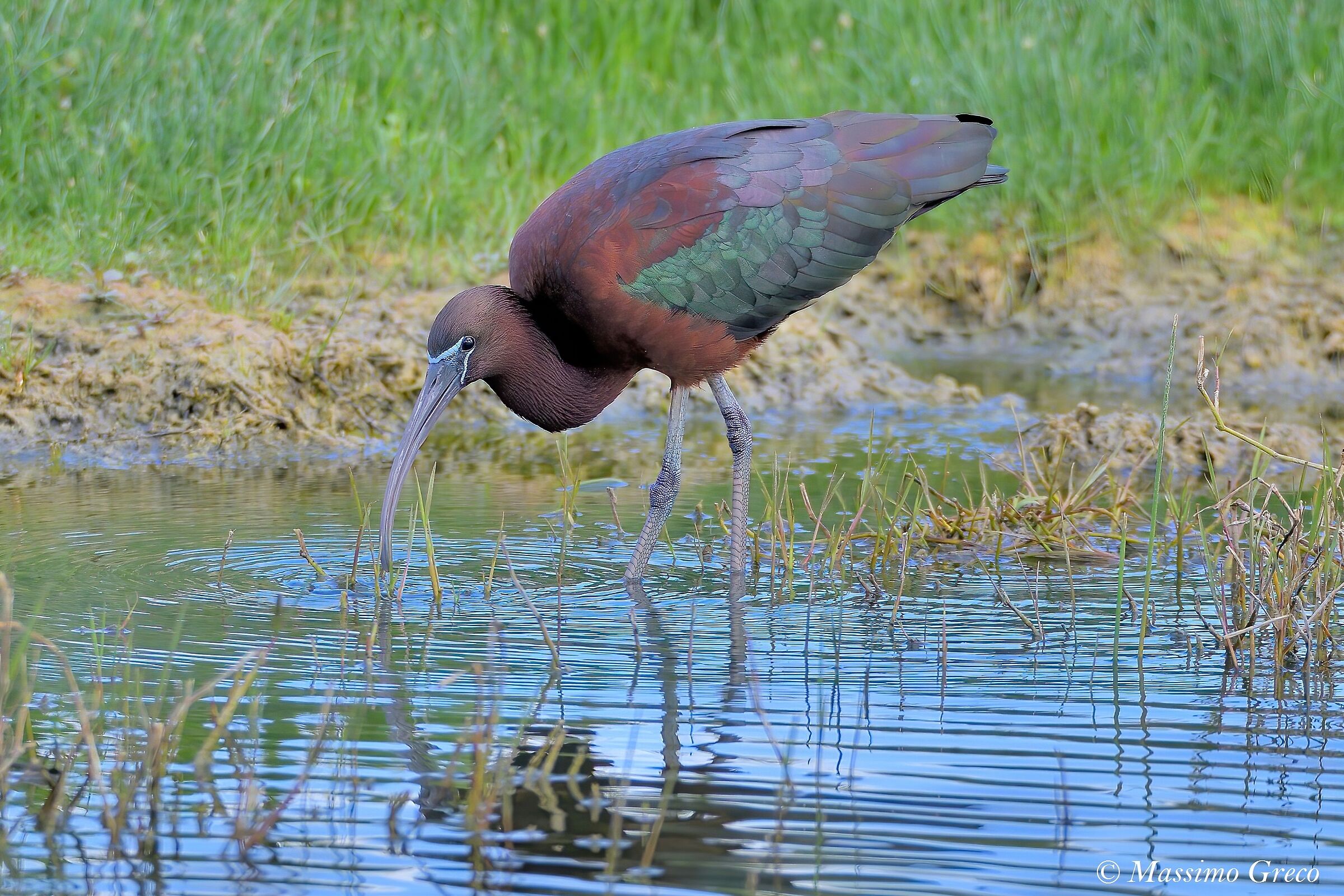 Mignattaio (Plegadis falcinellus)