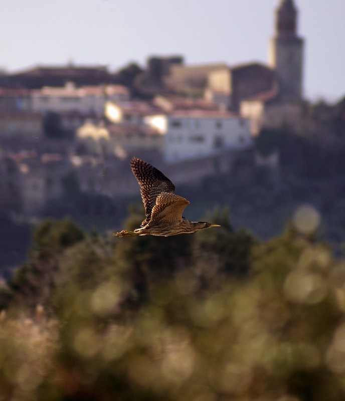 tarabuso alla Casa Rossa