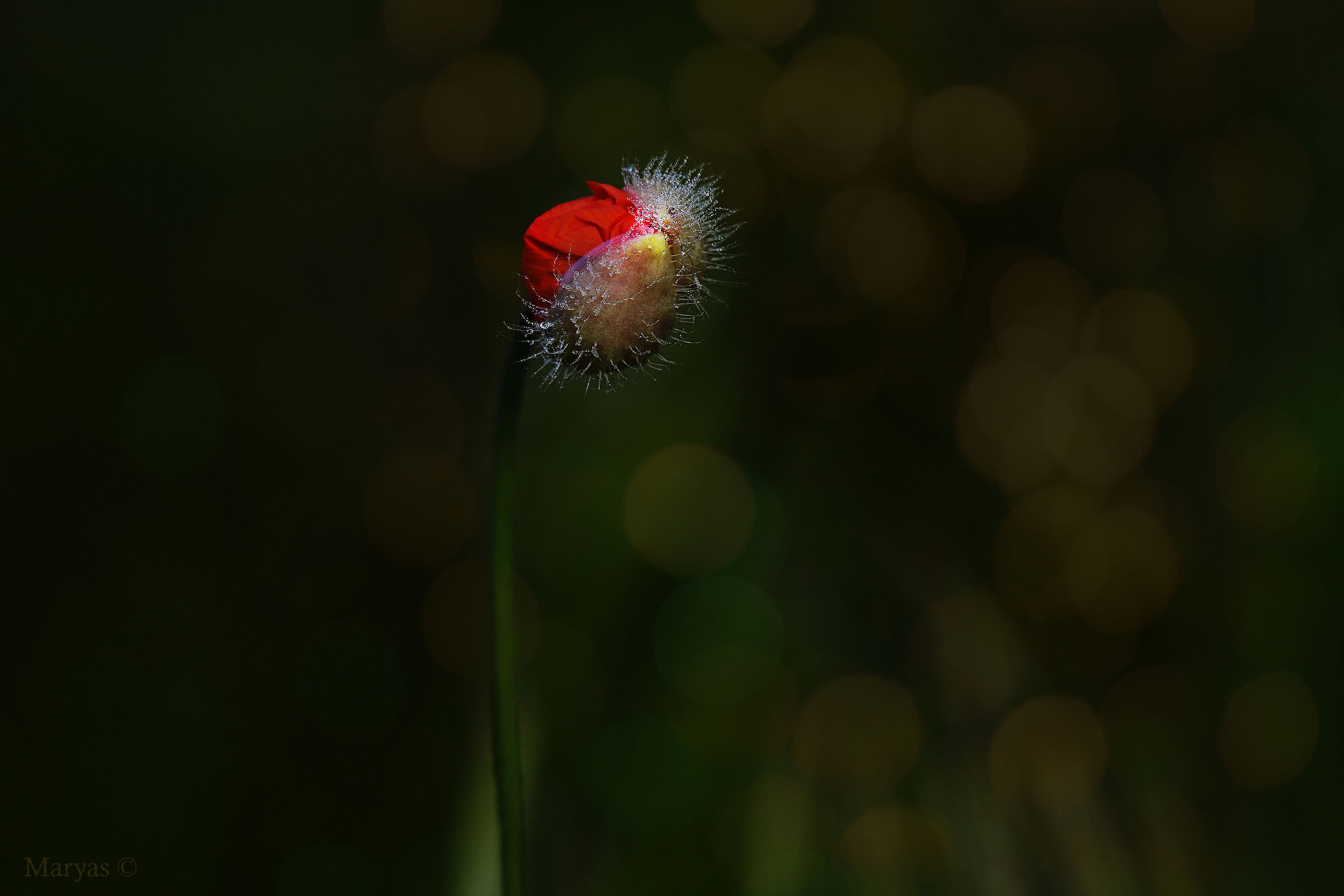 Bocciolo al risveglio