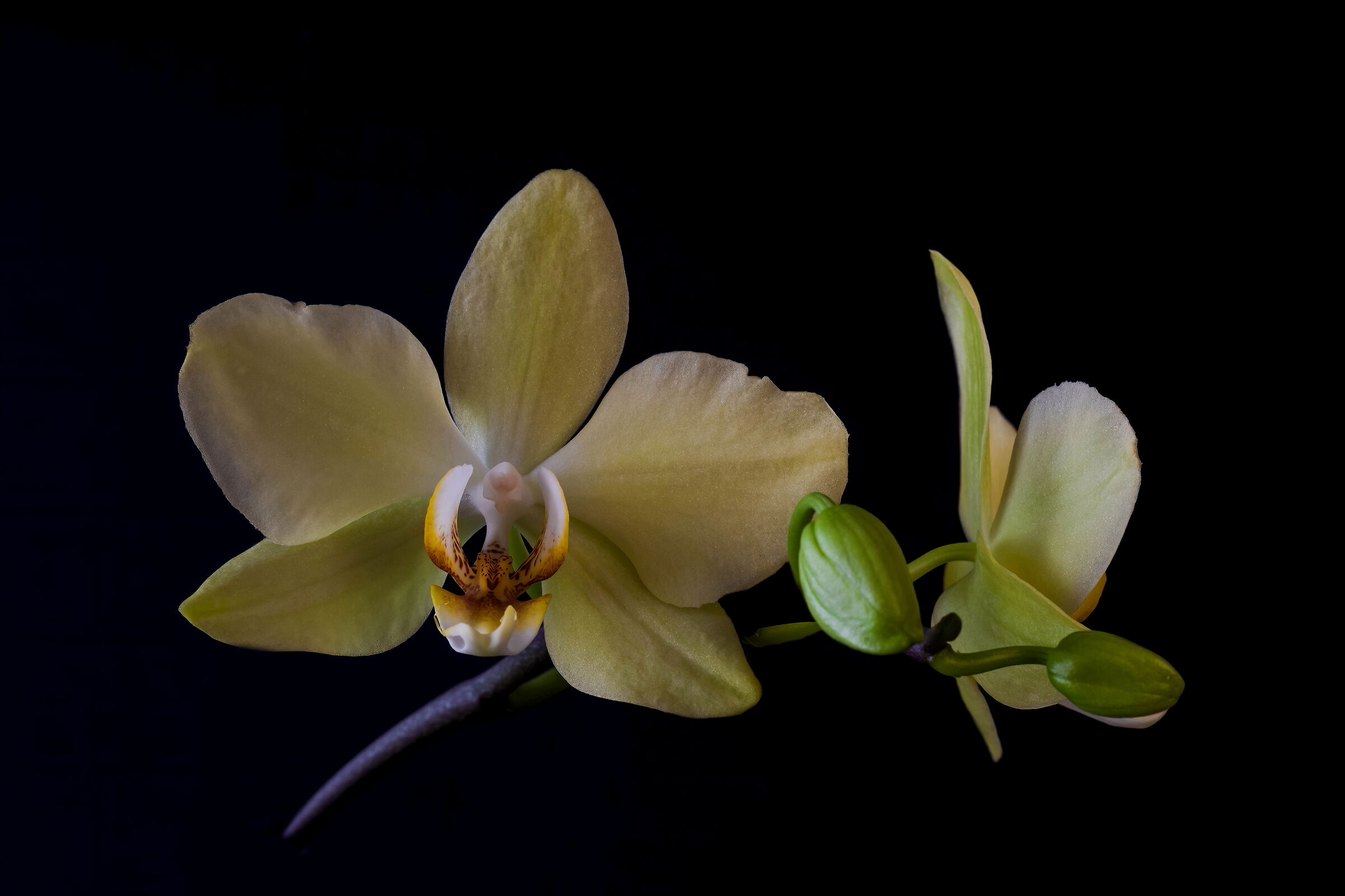 La mia orchidea è fiorita