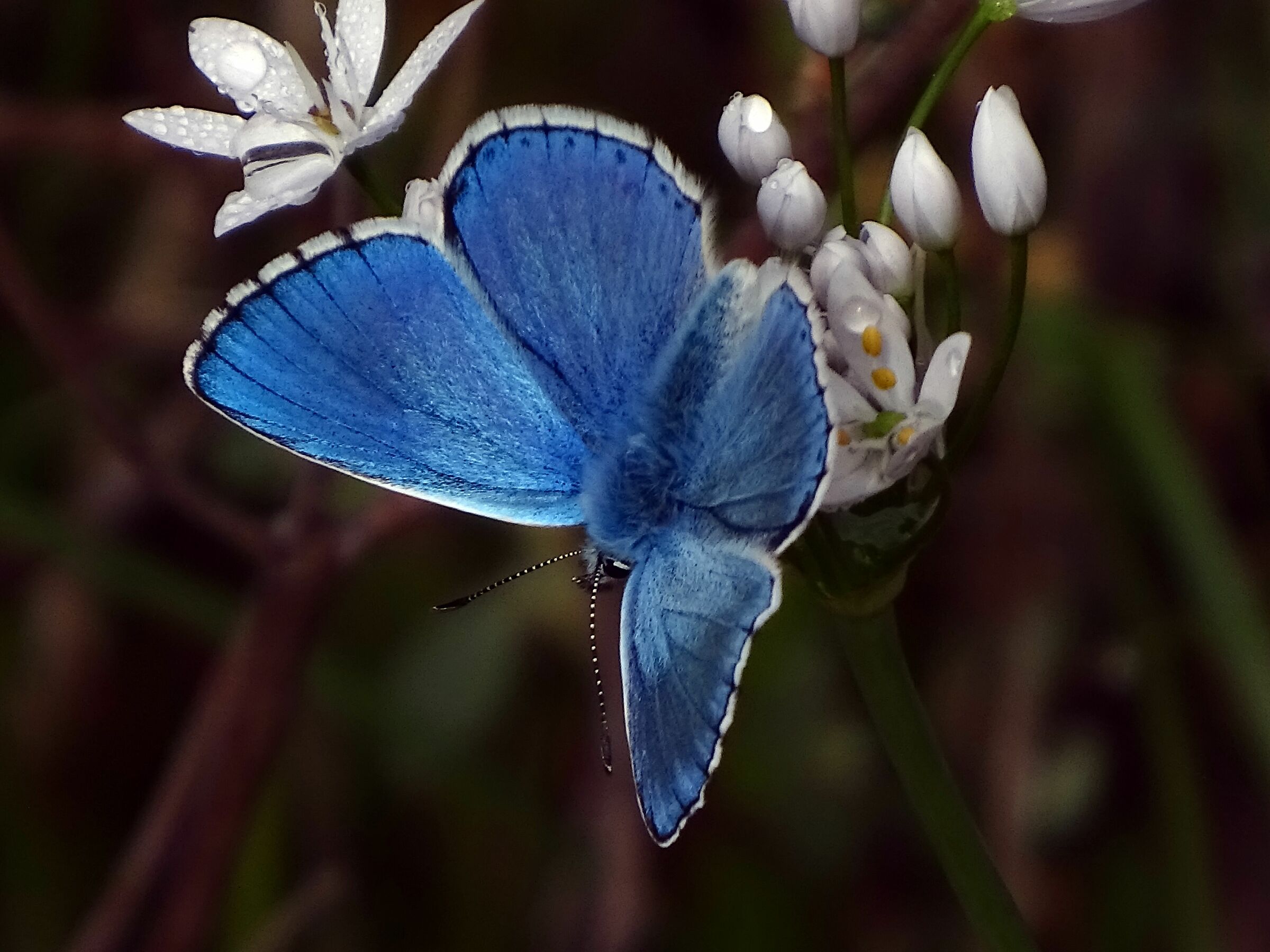 Blu e bianco con gocce di rugiada
