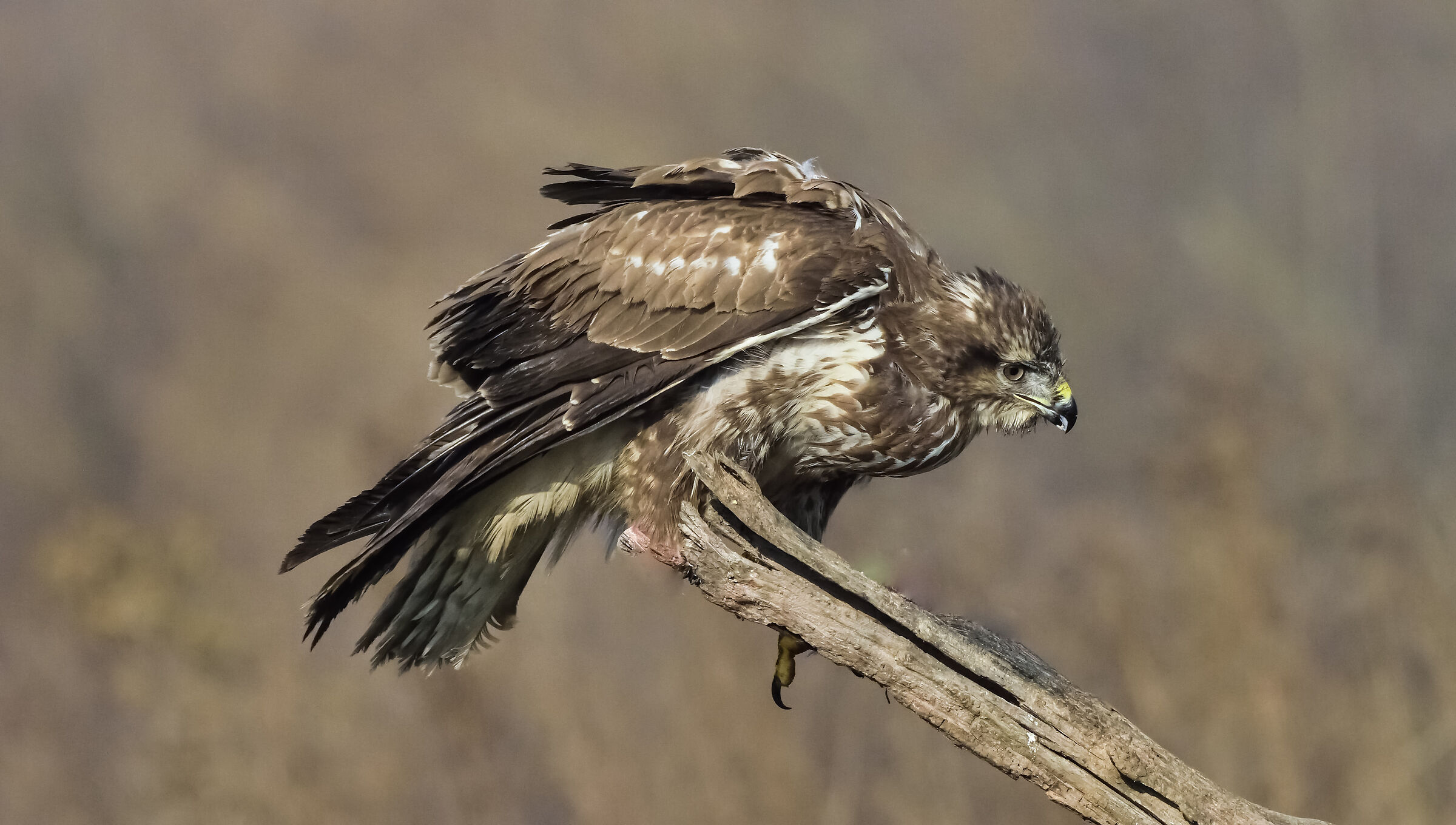 poiana - gennaio 2020