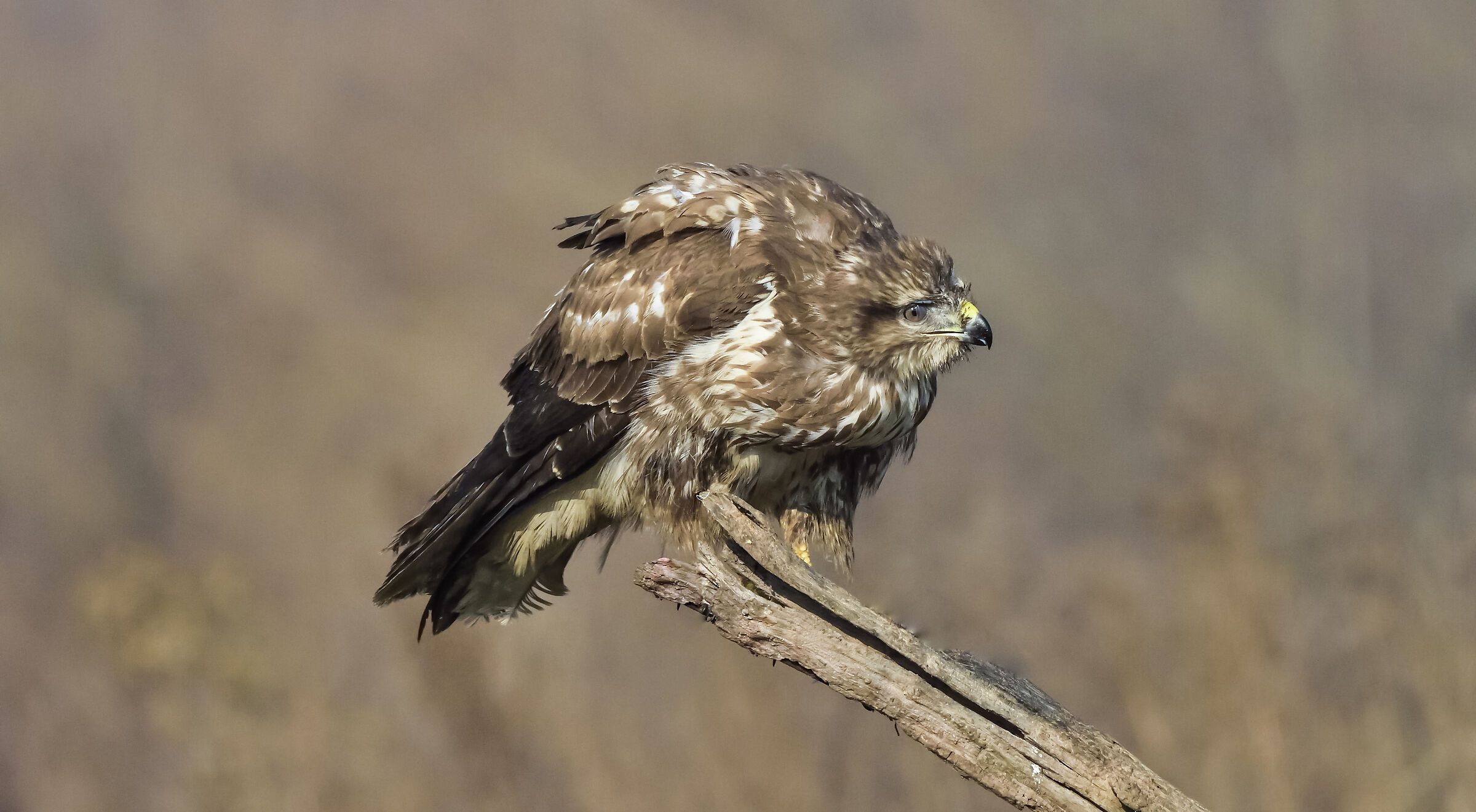 poiana - gennaio 2020