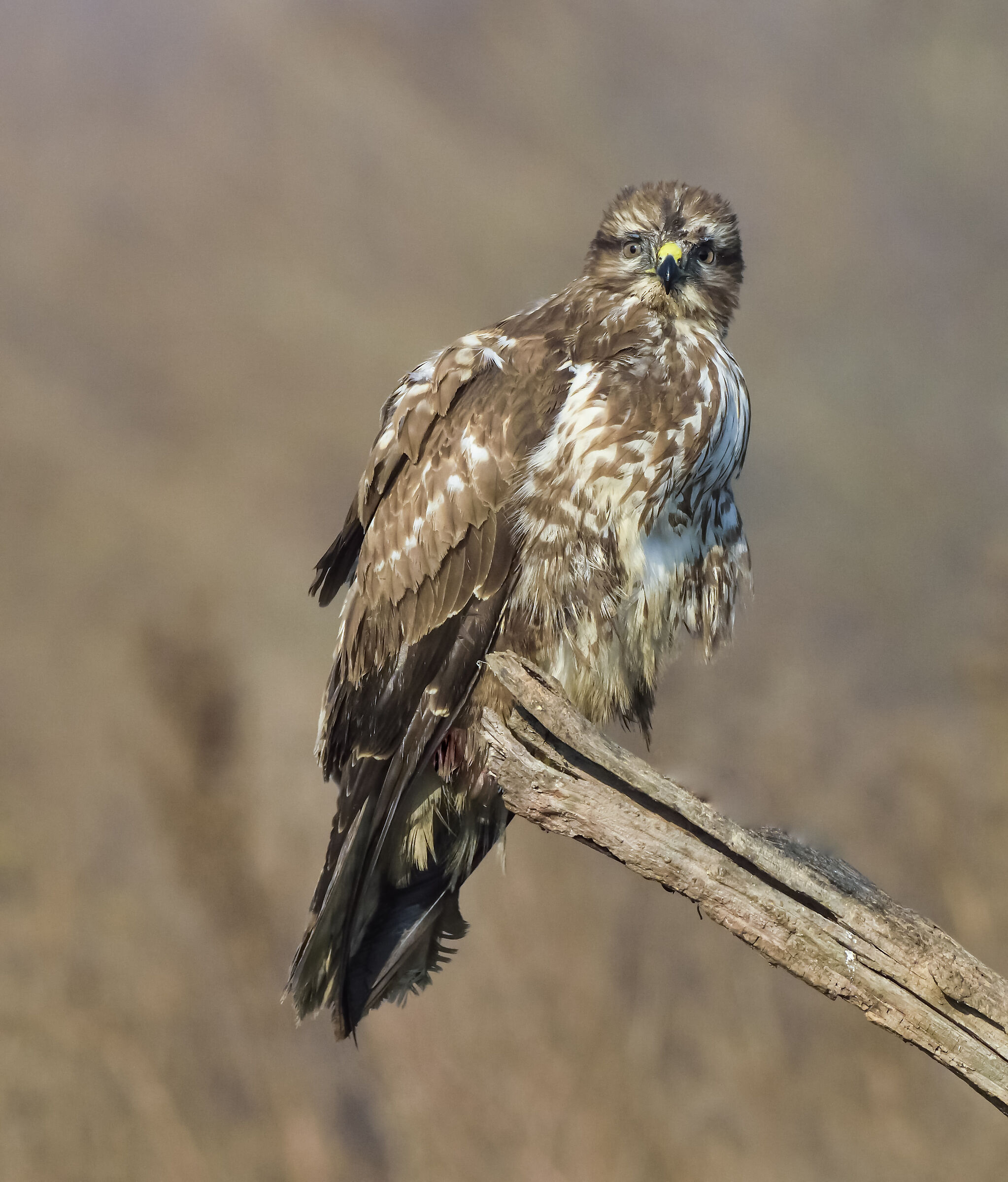 poiana - gennaio 2020