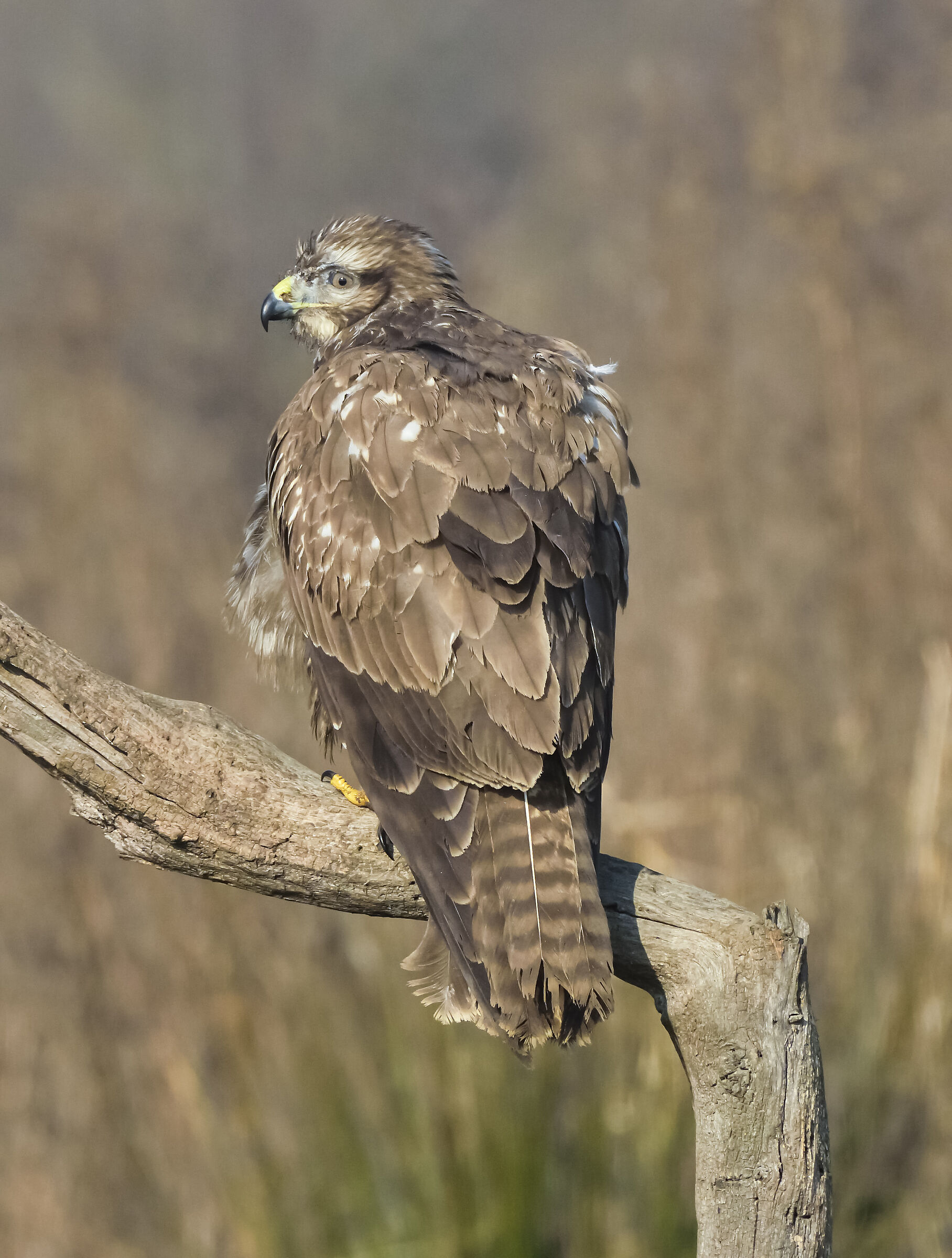 poiana - gennaio 2020