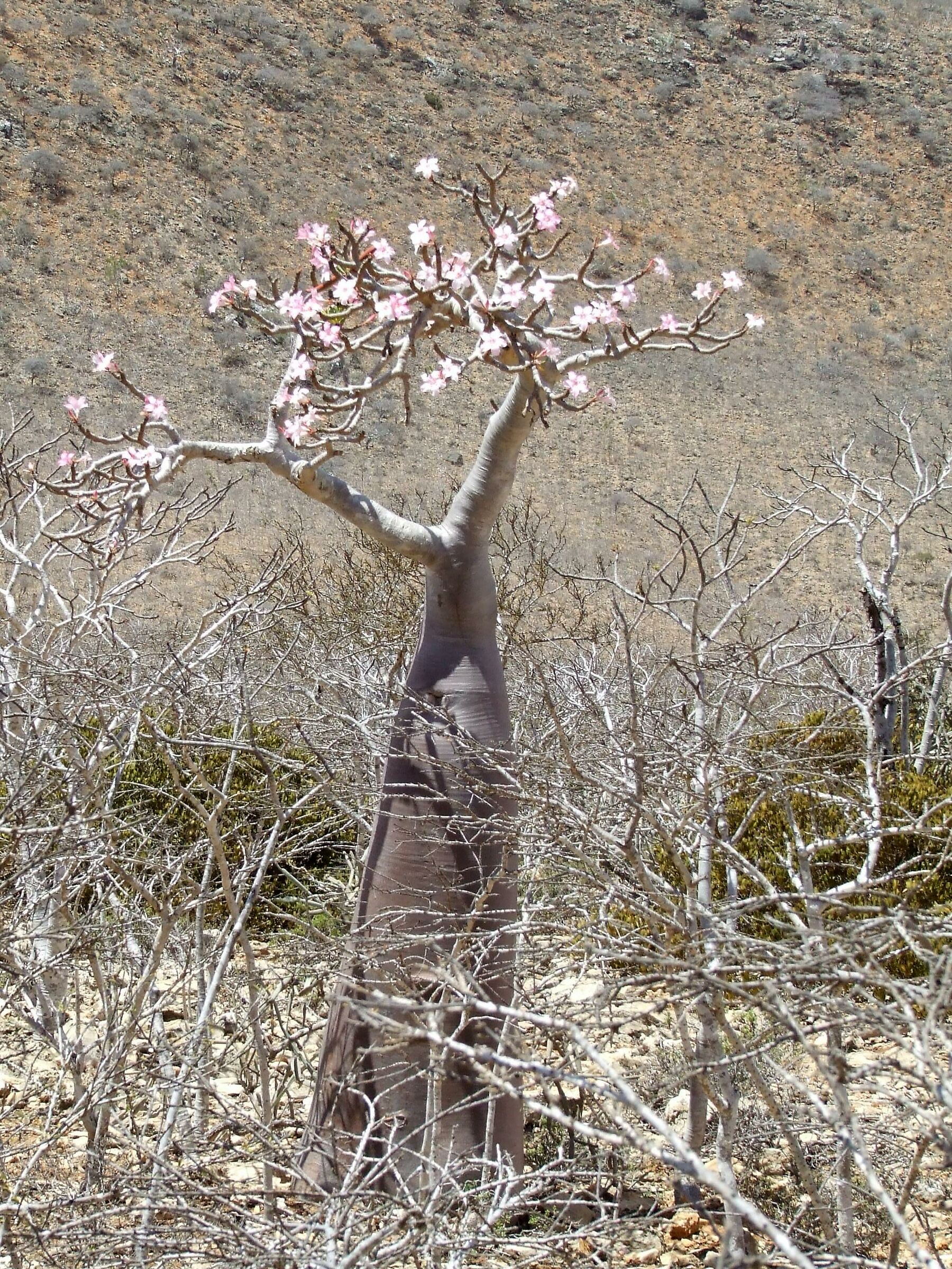 socotra - albero bottiglia