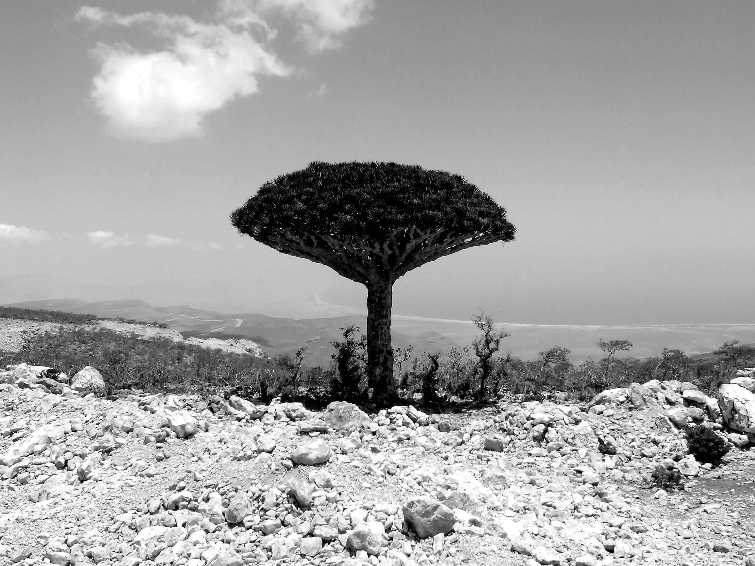 socotra - drago di socotra