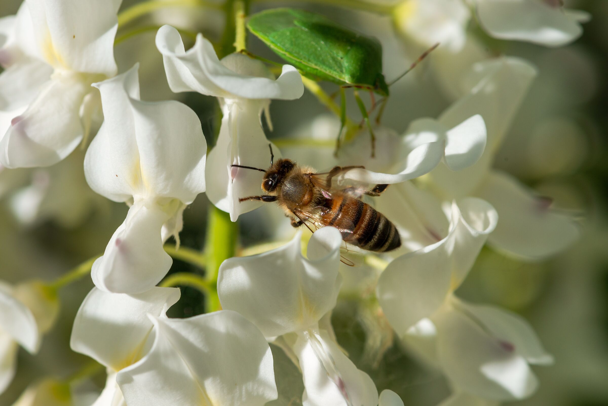 Sempre al lavoro nonostante il lockdown