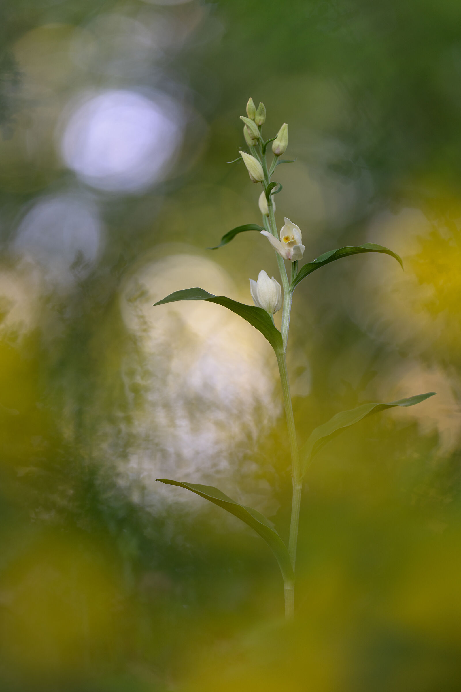 Cephalanthera damasonium