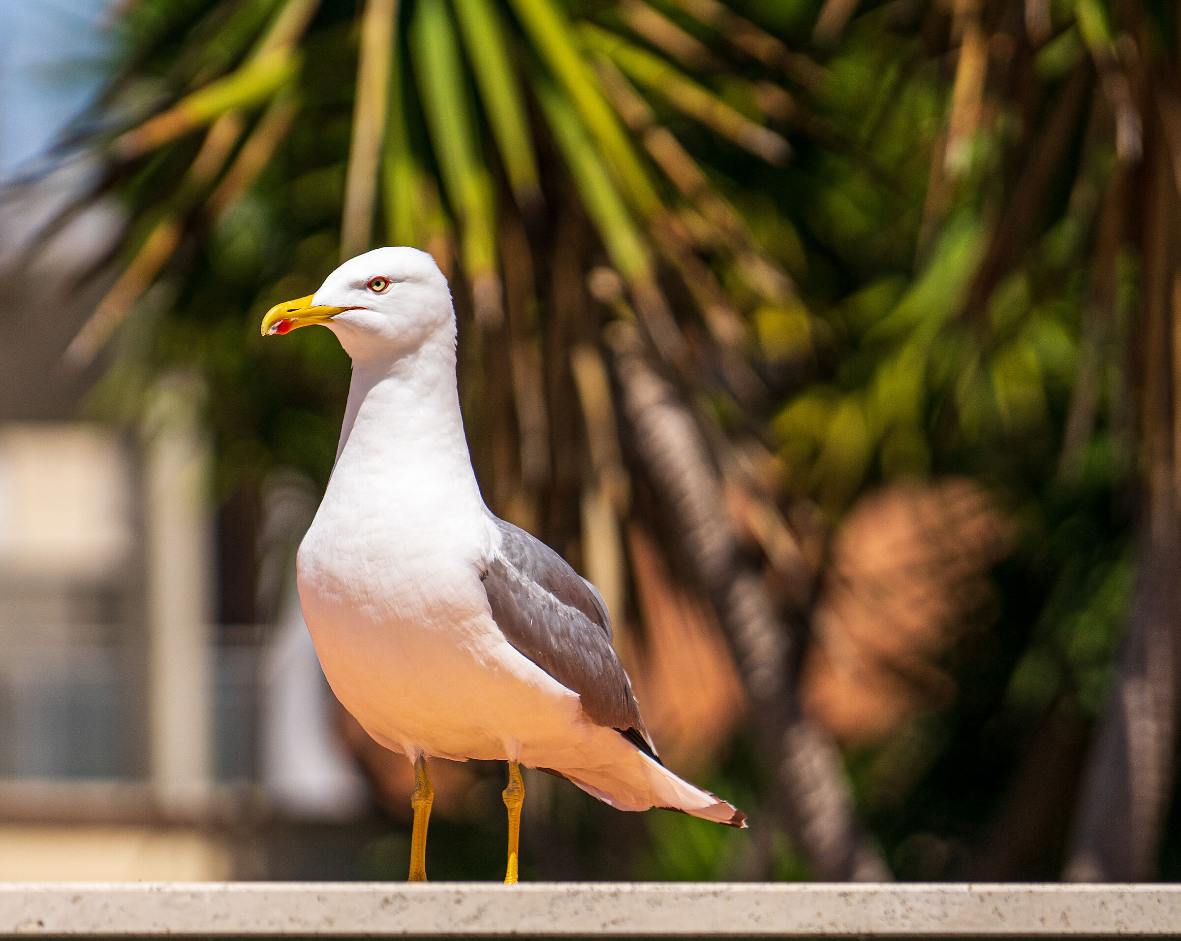 Nature recovers the city during the quarantine