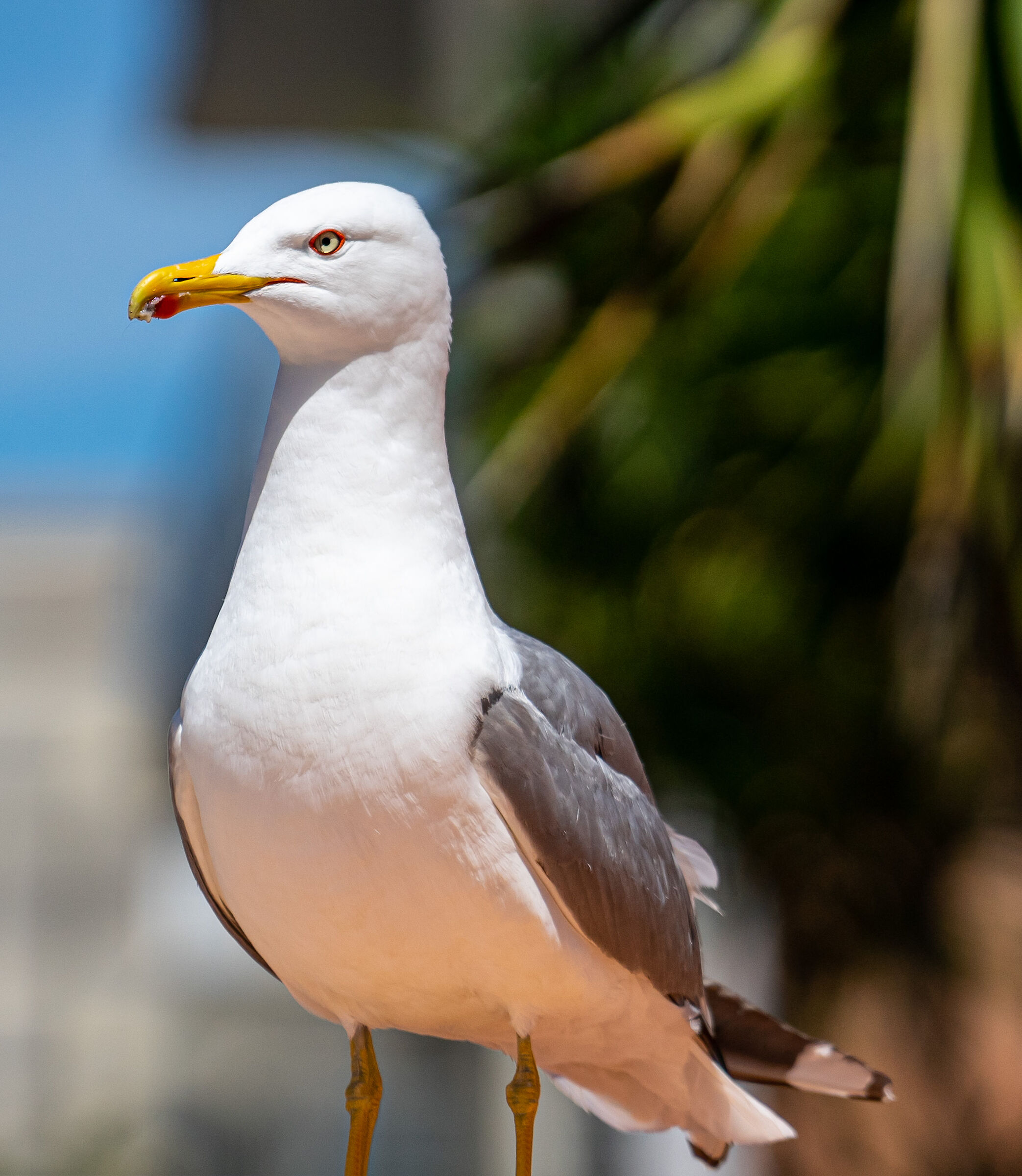 Nature recovers the city during the quarantine