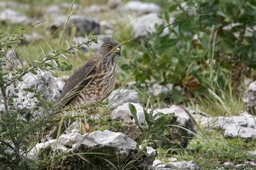 Accipiter minullus