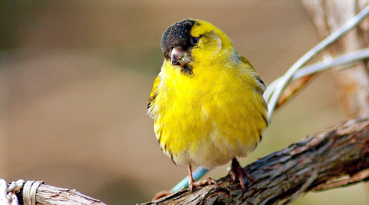 I look at you and I don't do it!