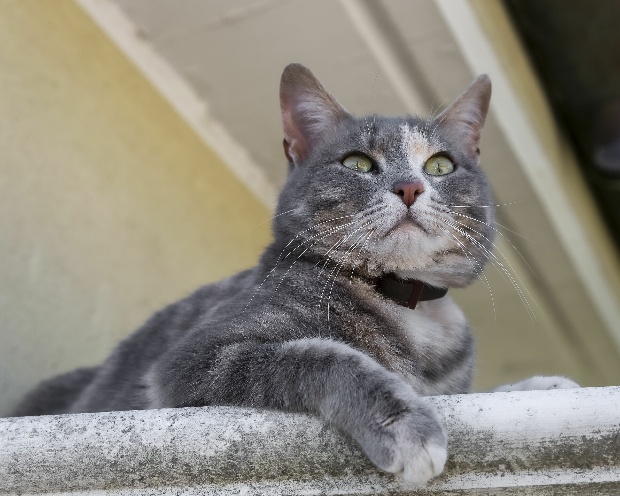 The exhibitionist cat