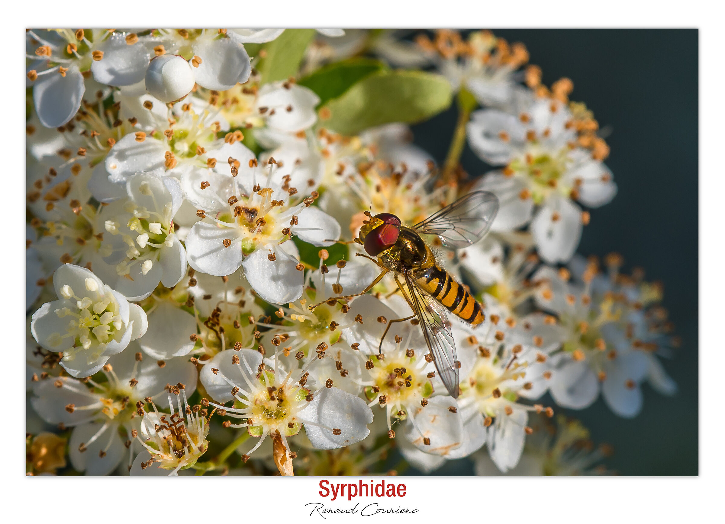 Syrphidae