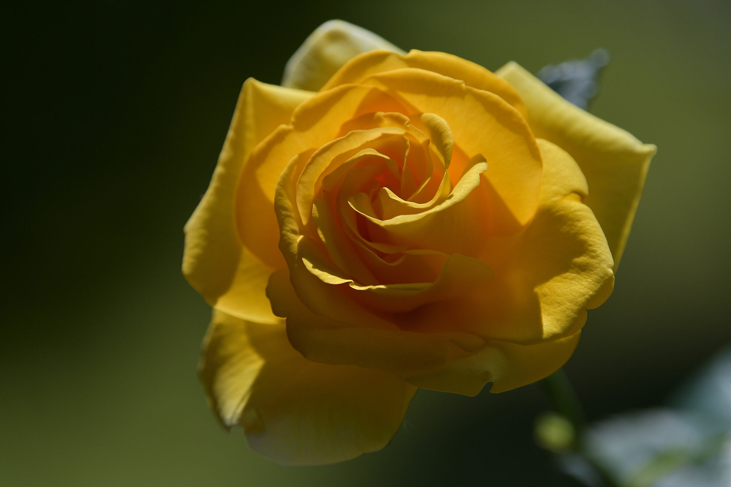 Yellow rose