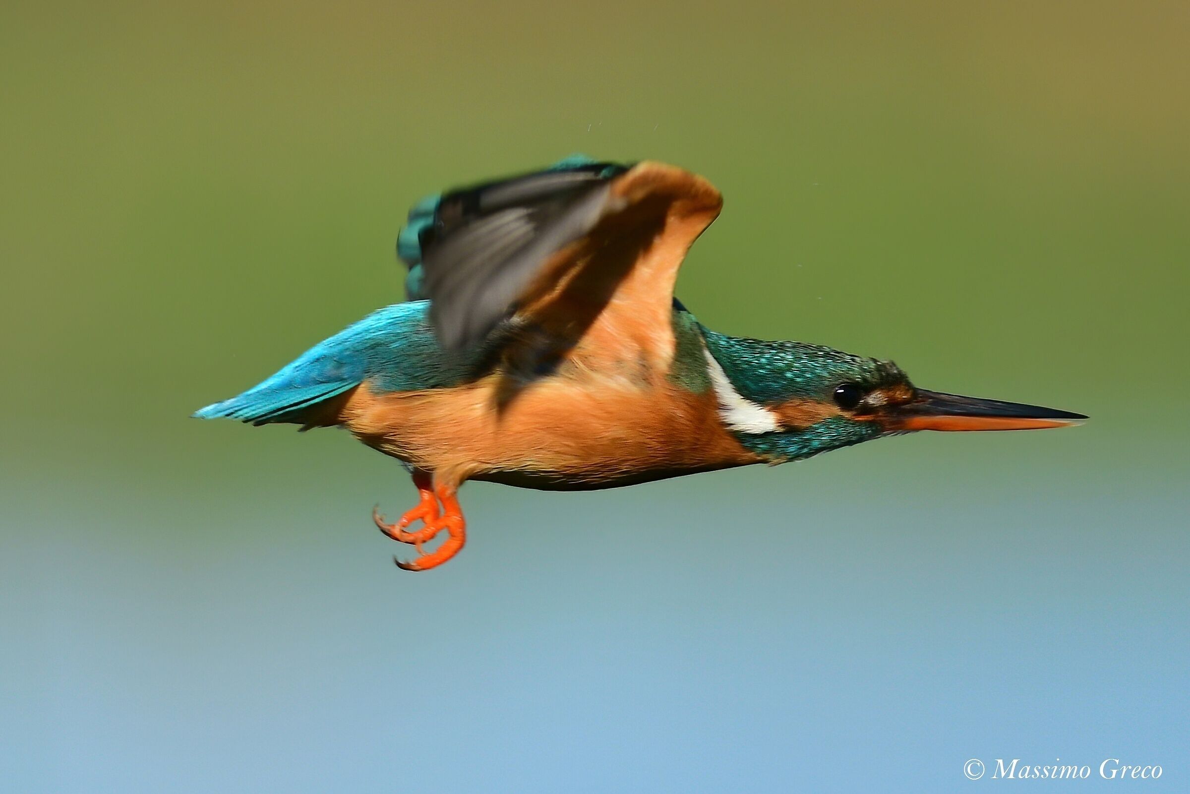 Kingfisher