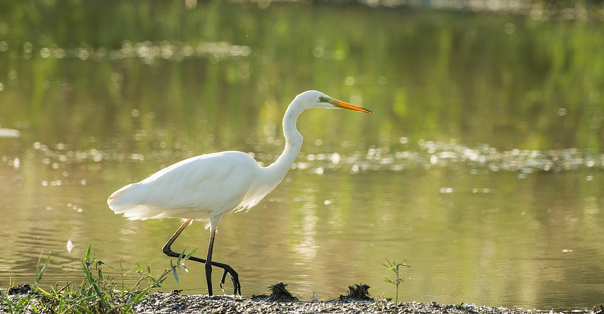Great Egret