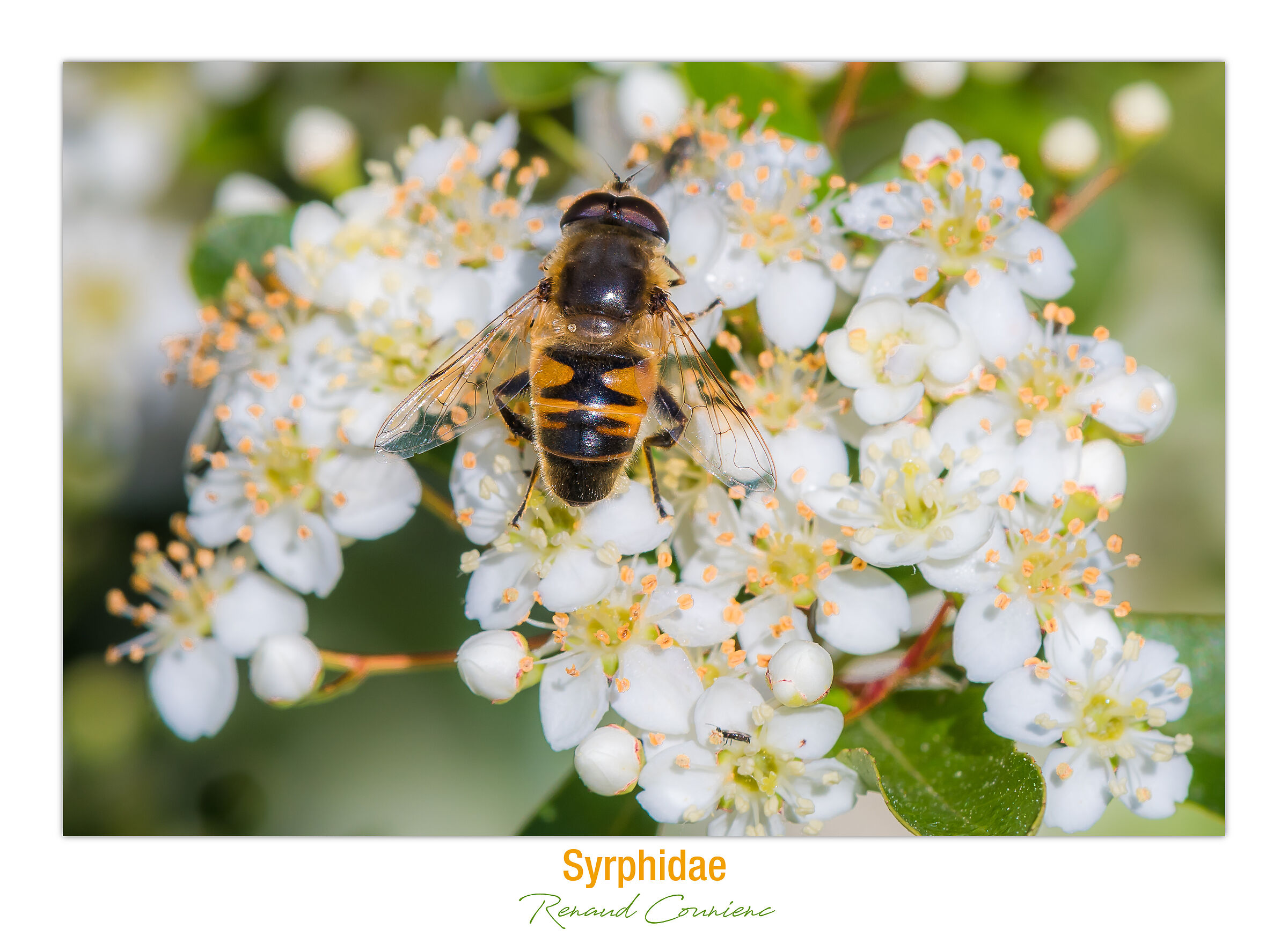 Syrphidae