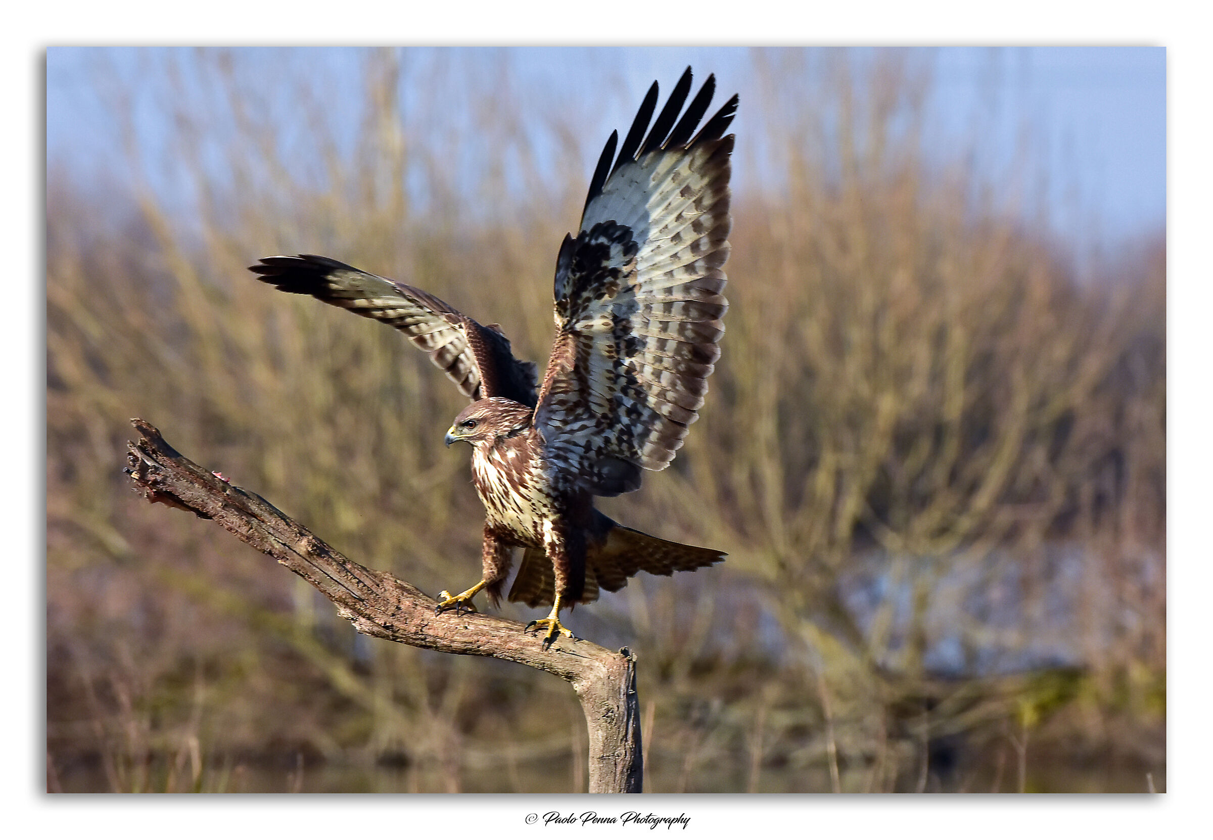 buteo buteo