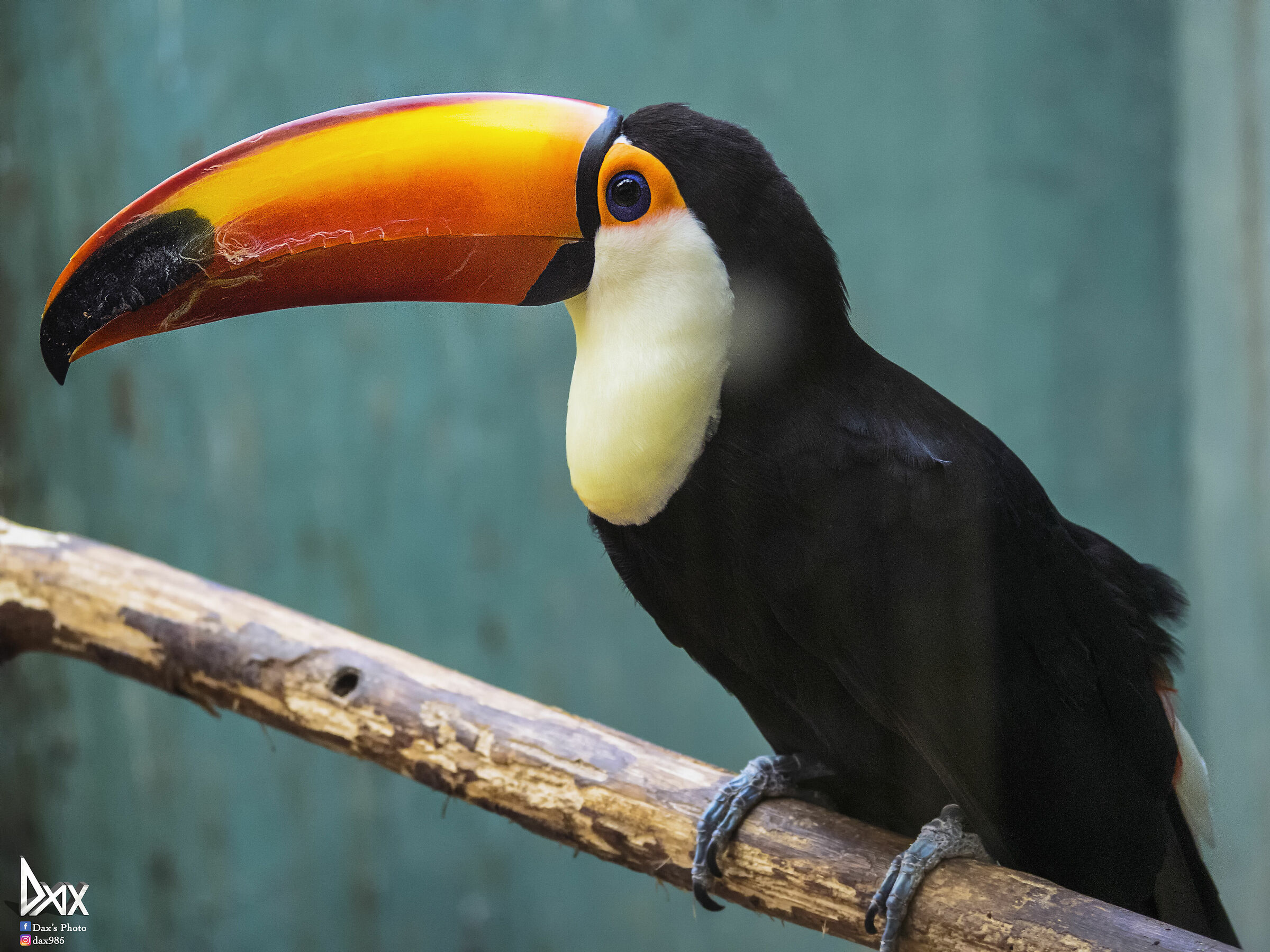 Tucano