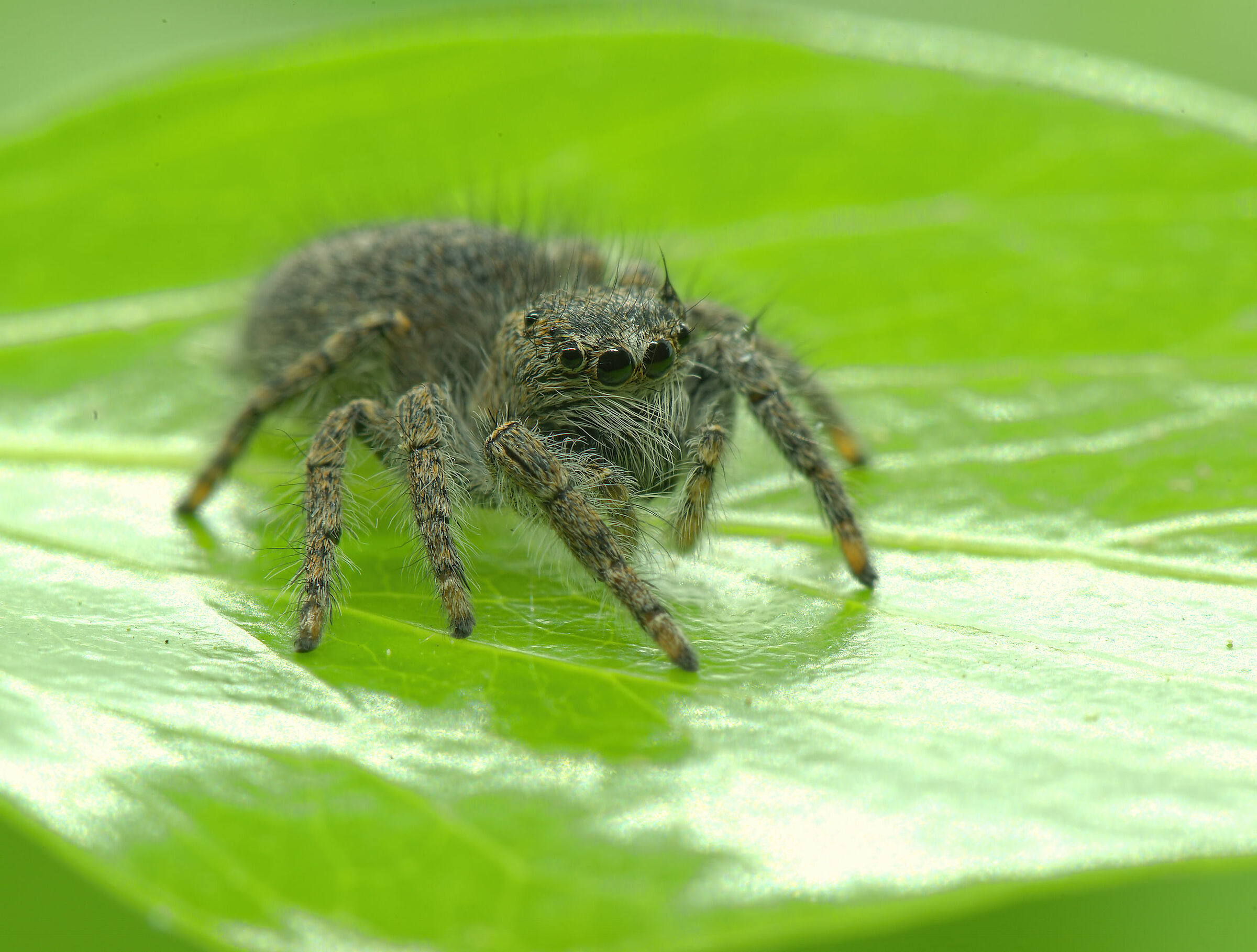 Salticidae