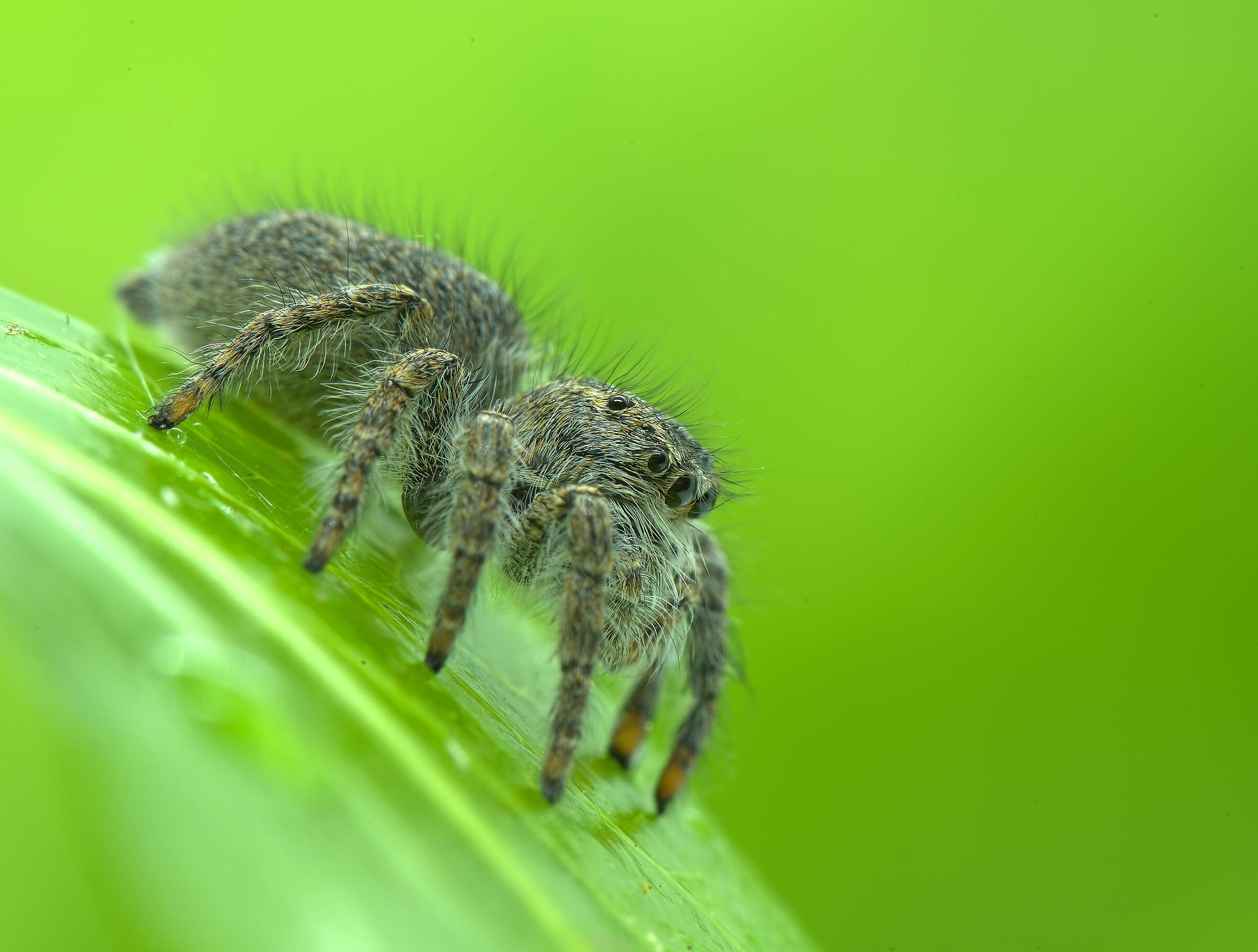 Salticidae