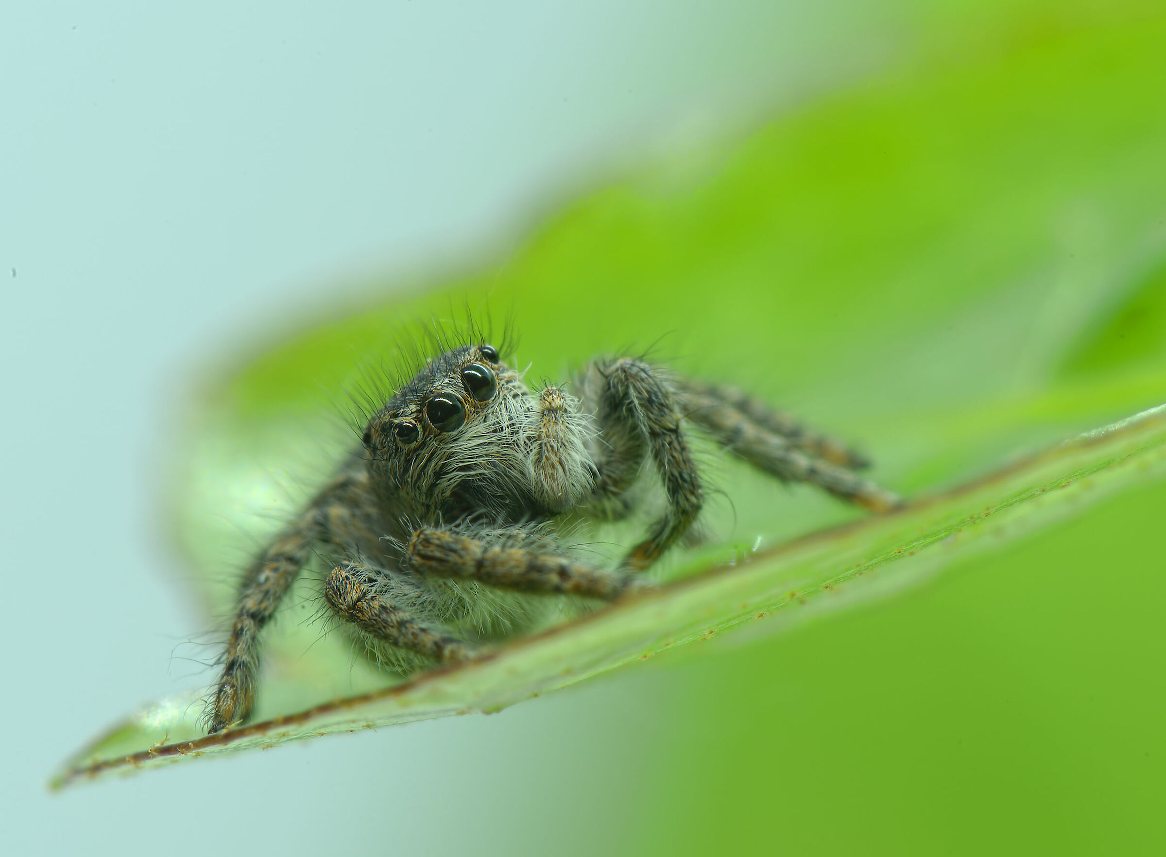 Salticidae