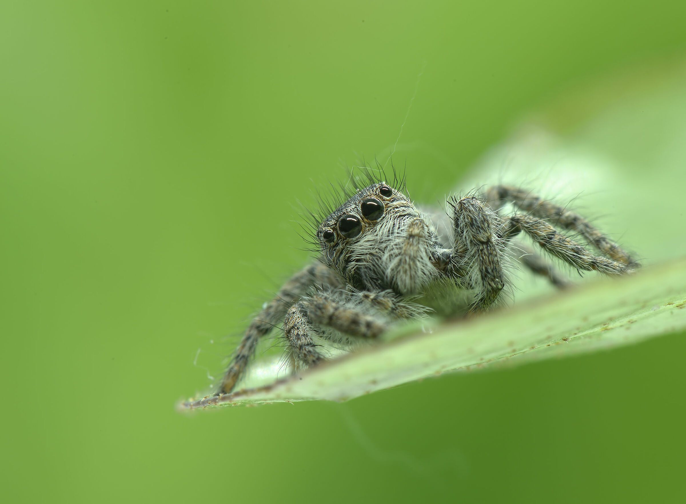 Salticidae