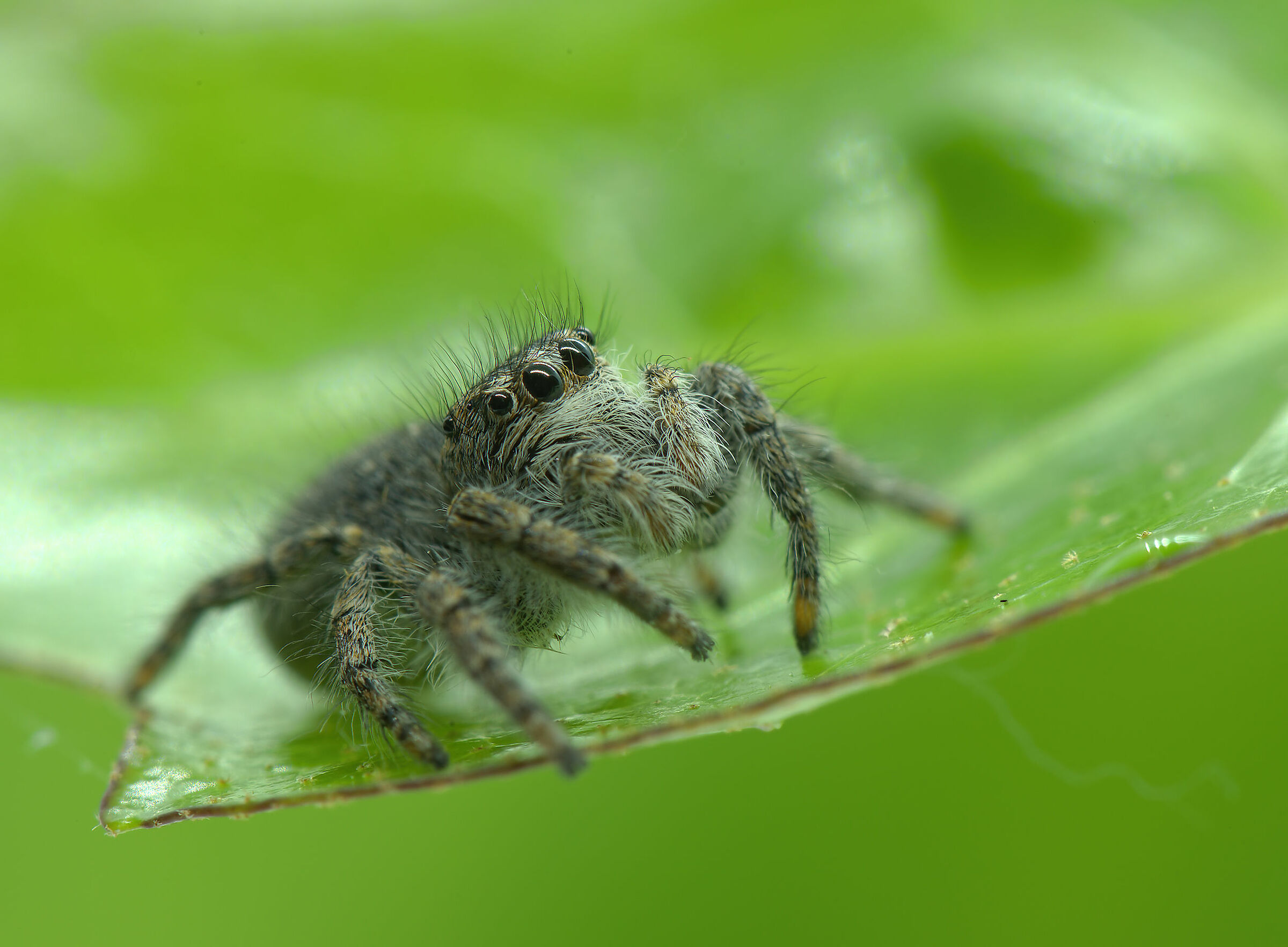 Salticidae