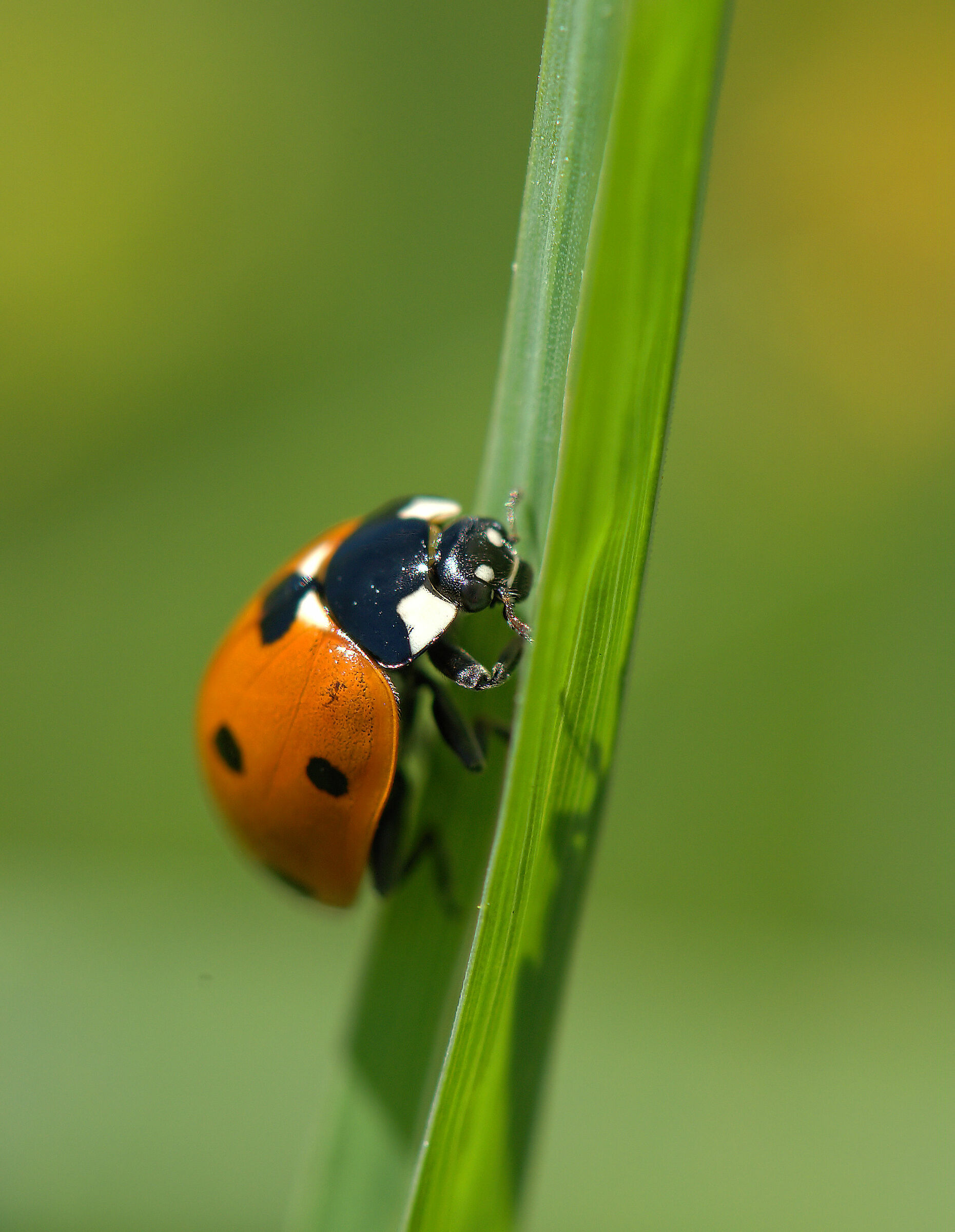 Ladybug