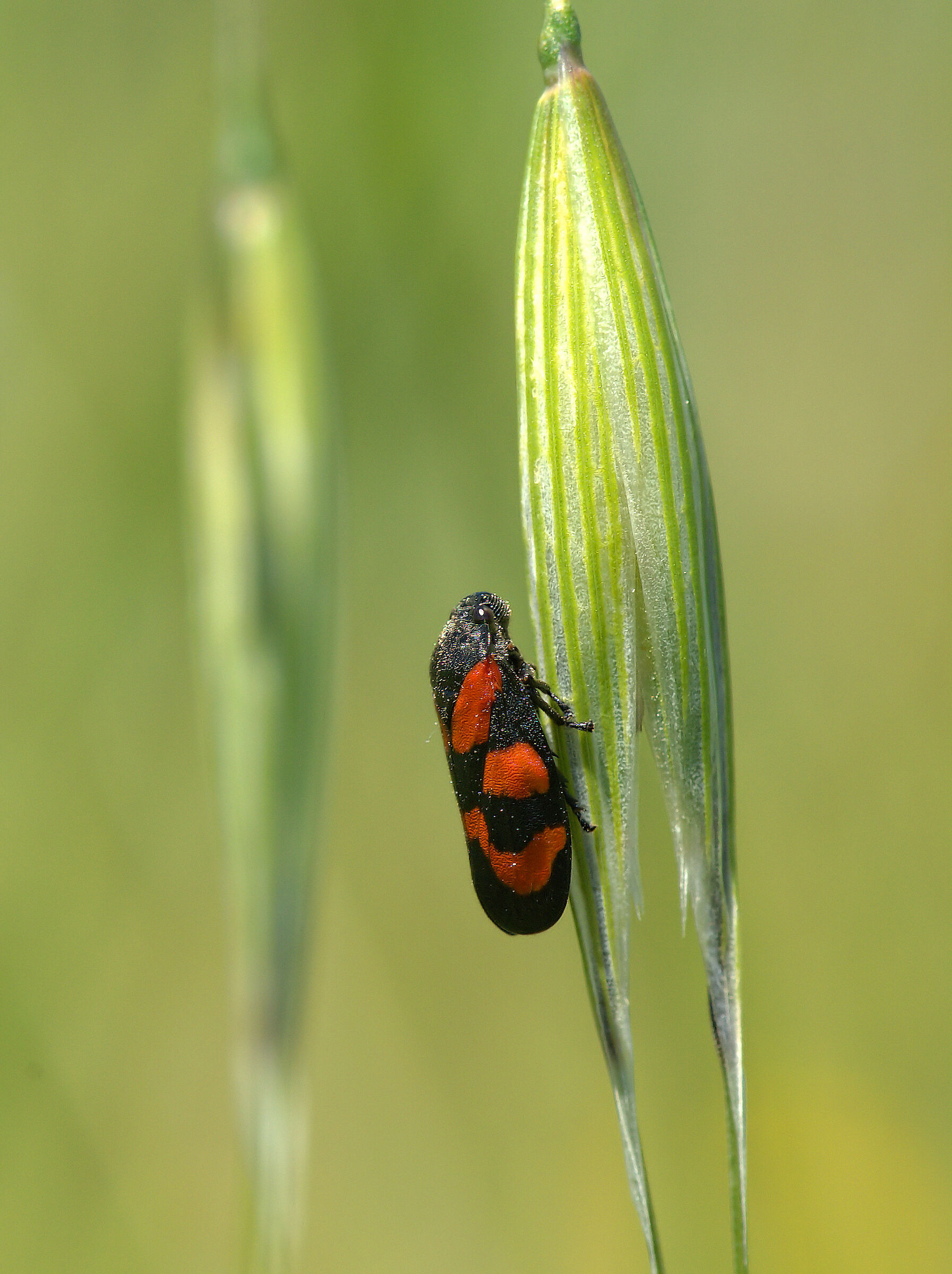 Cercopis sanguinolenta
