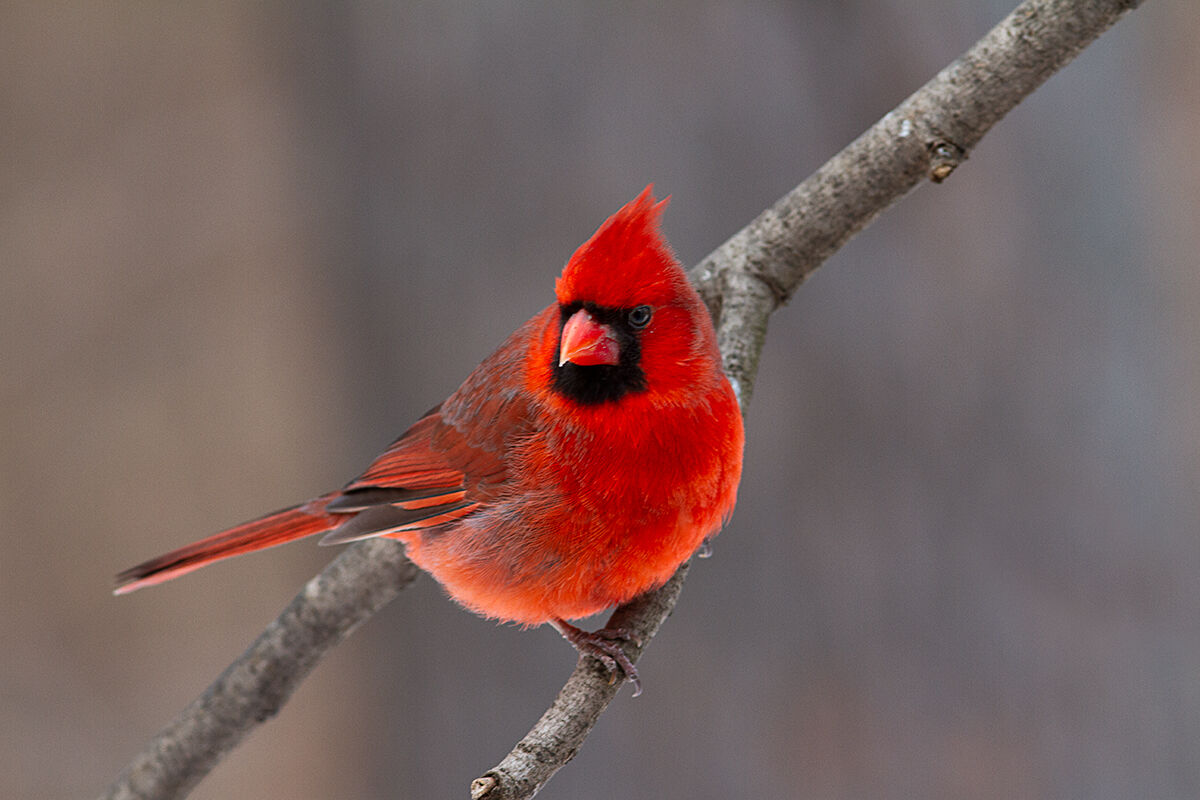 Male Northern Cardinal