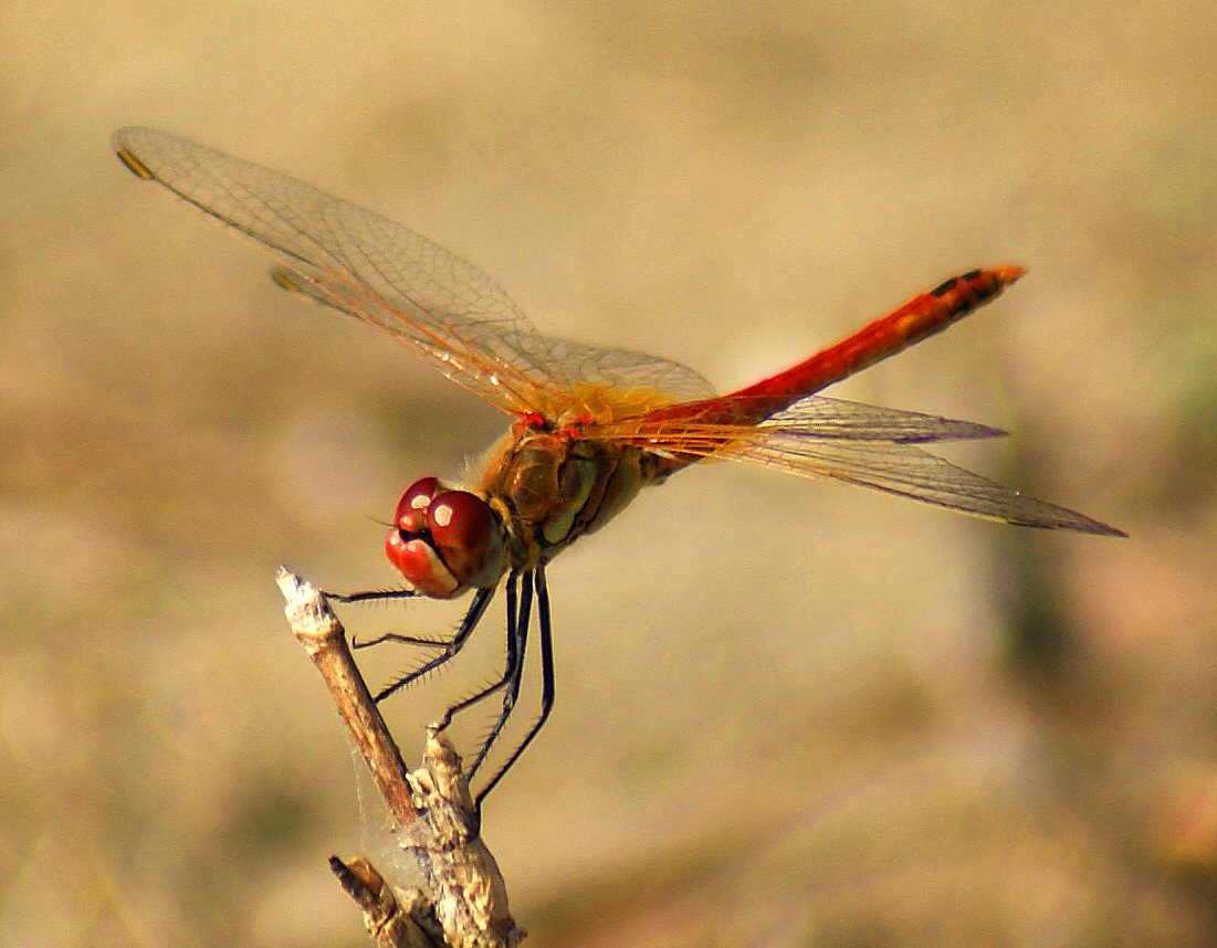 Dragonfly 2