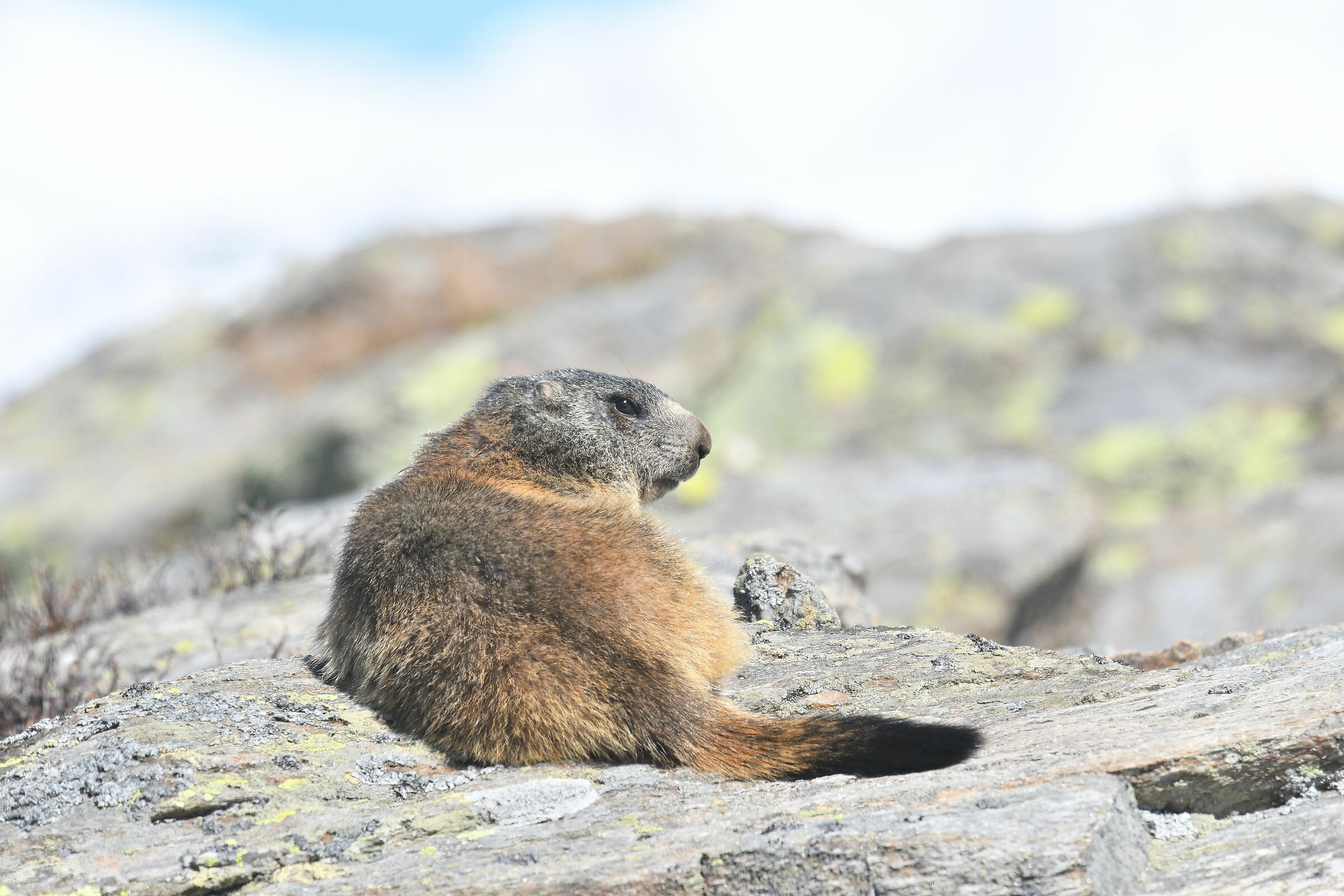 marmotta