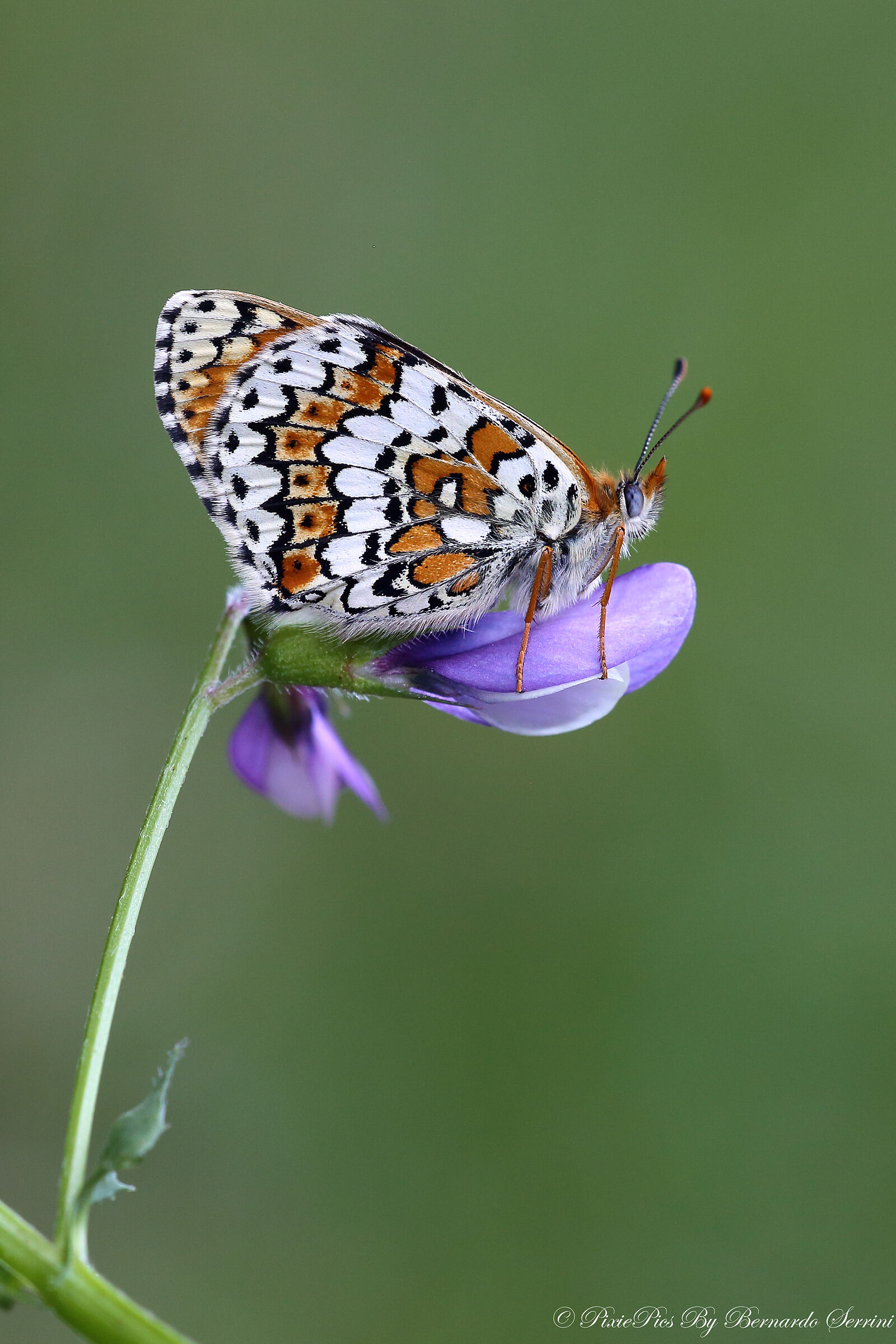 Melitaea