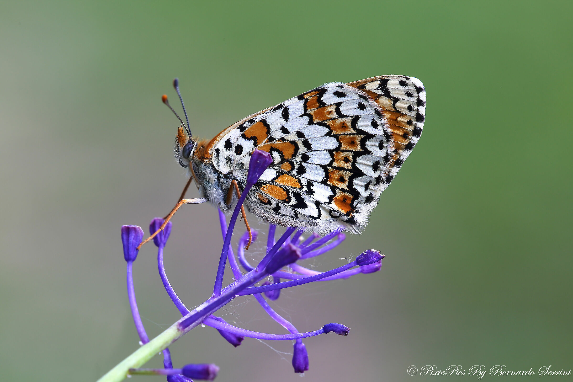 Melitaea