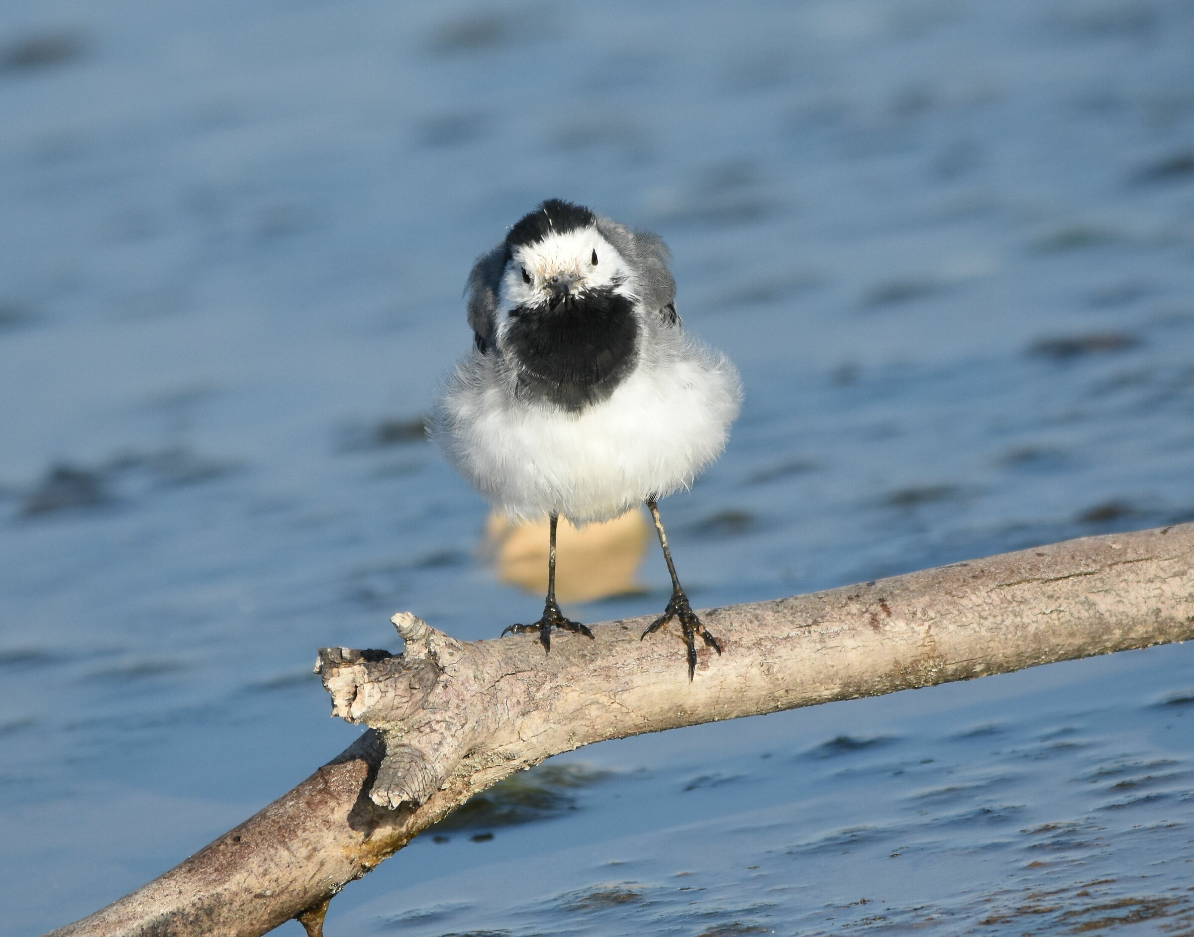 Ballerina bianca arruffata