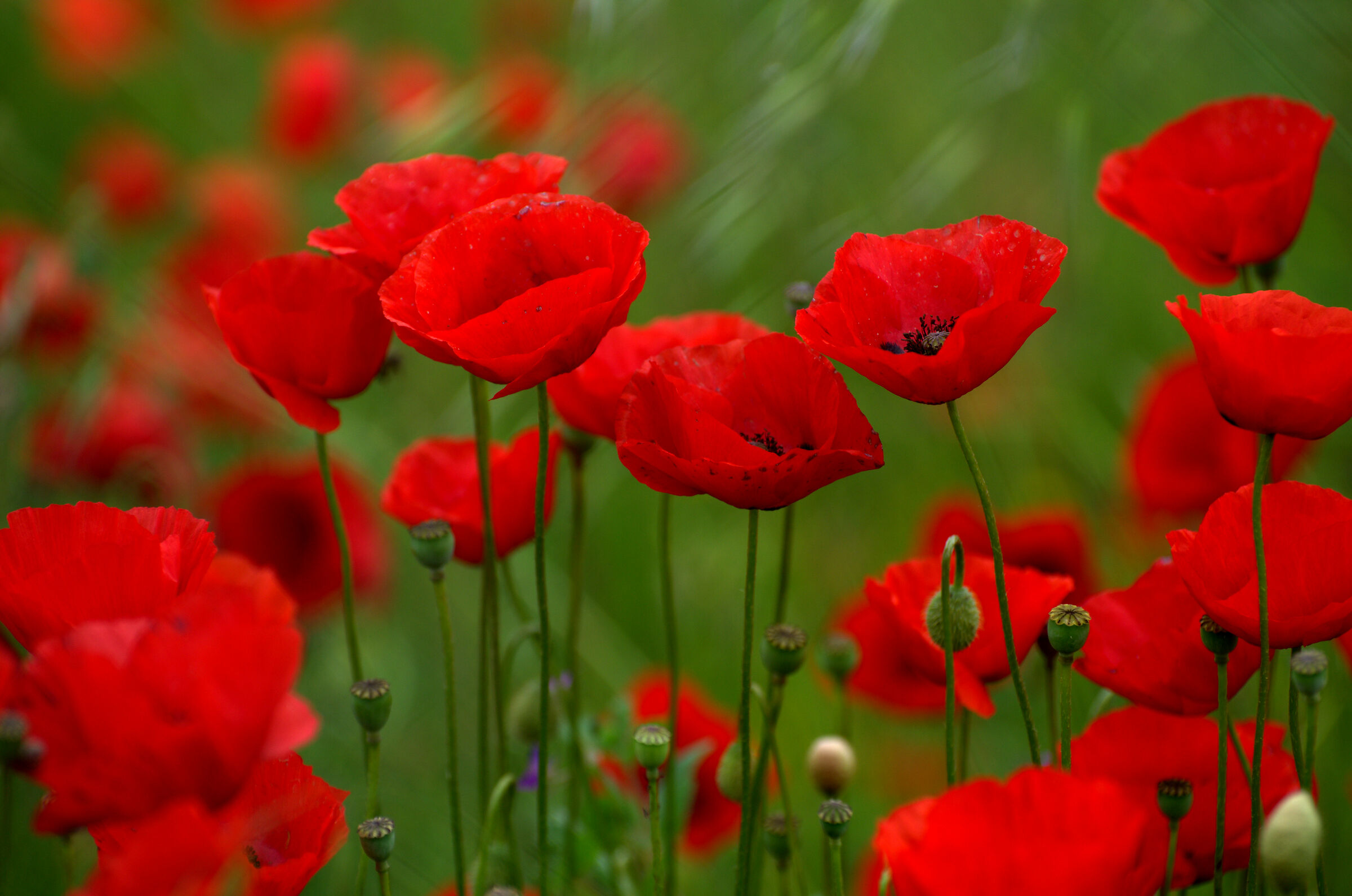 Papaveri rossi