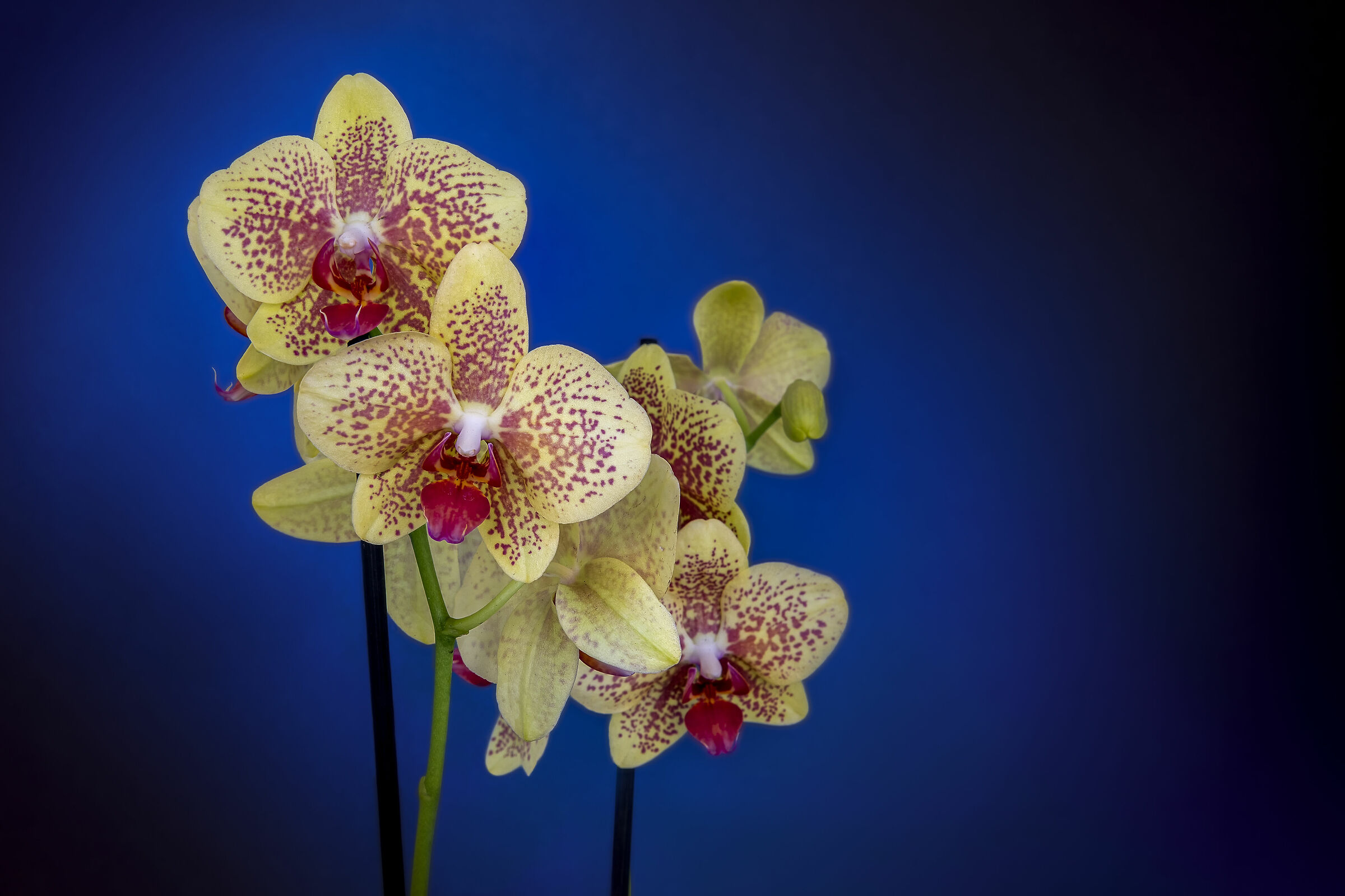 Orchidea Phalaenopsis