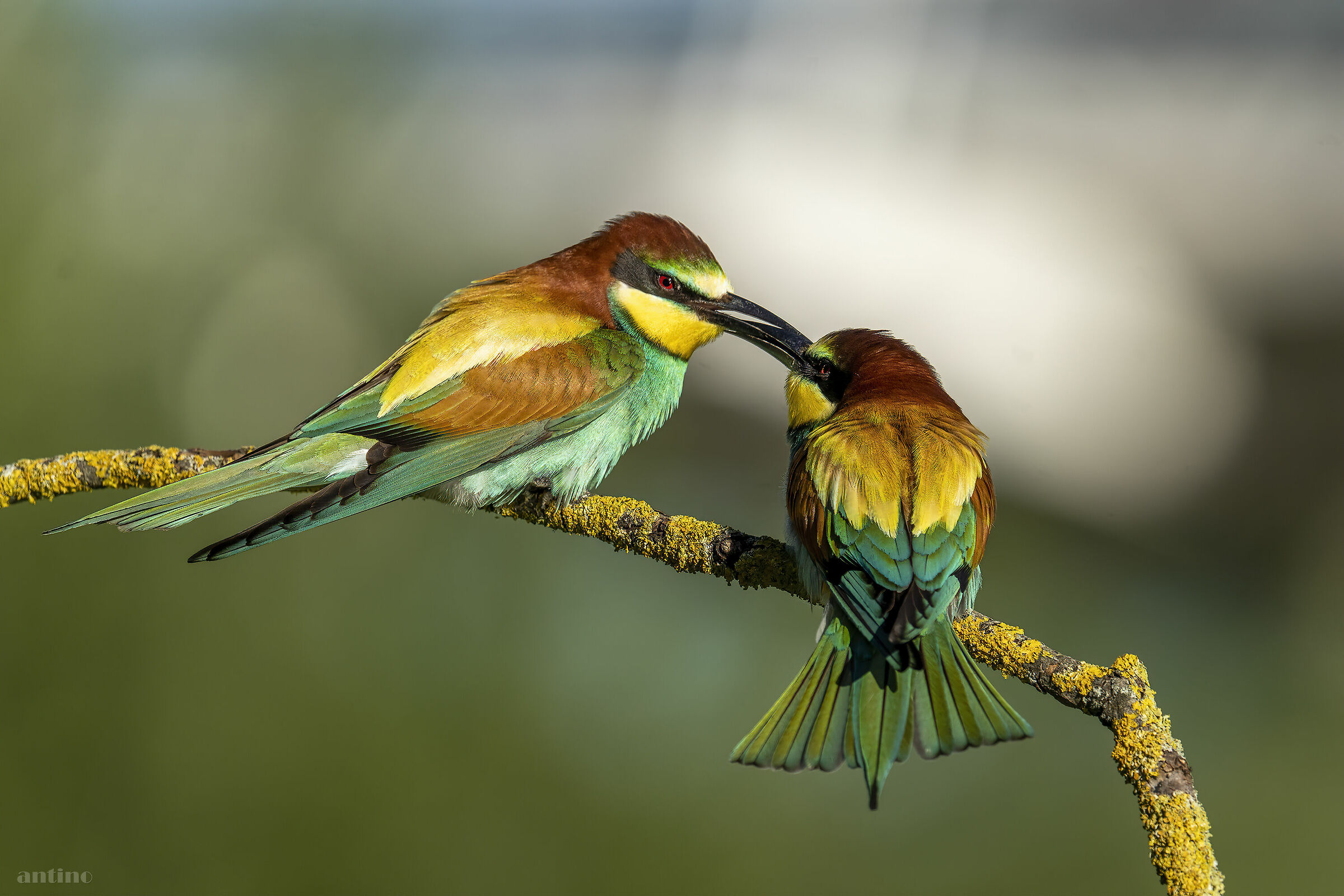 Iniziano i battibecchi