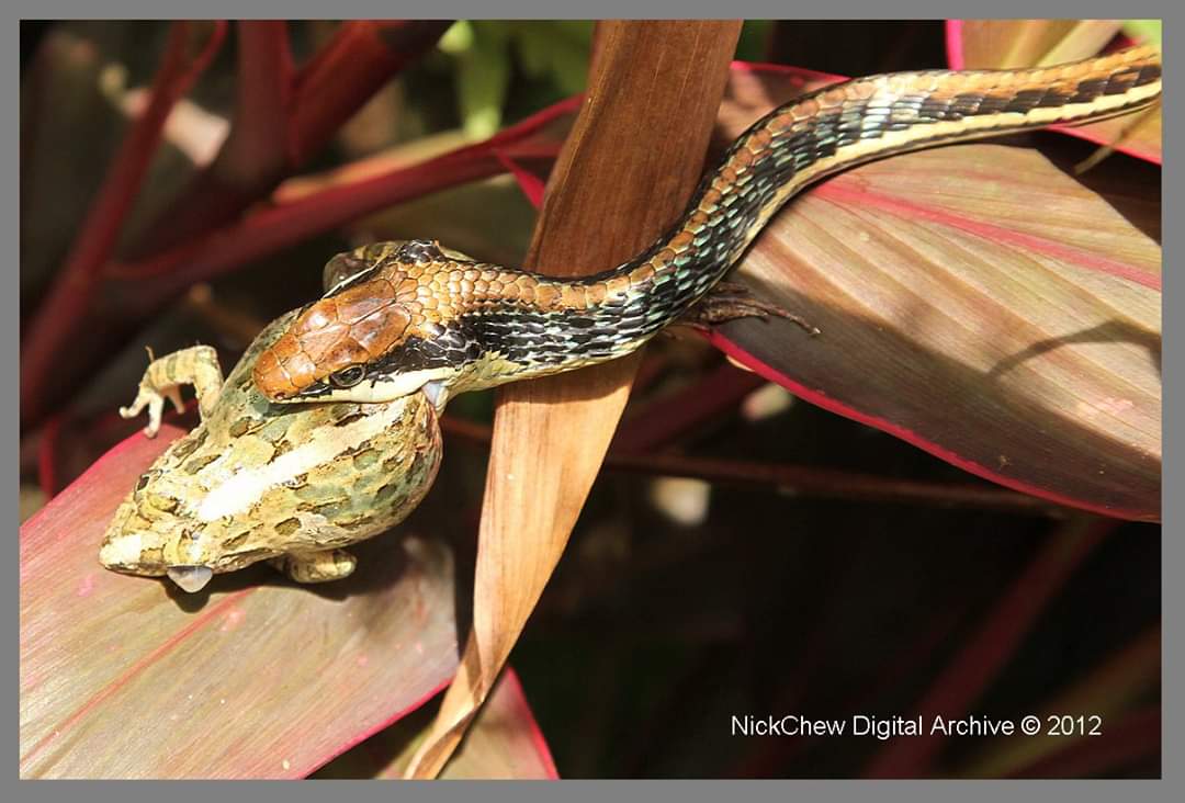 Serpente che mangia una rana