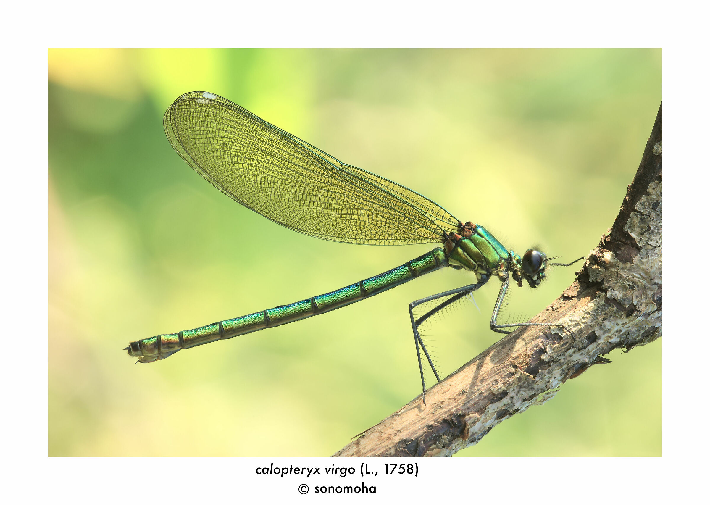 "calopteryx virgo" (L., 1758)