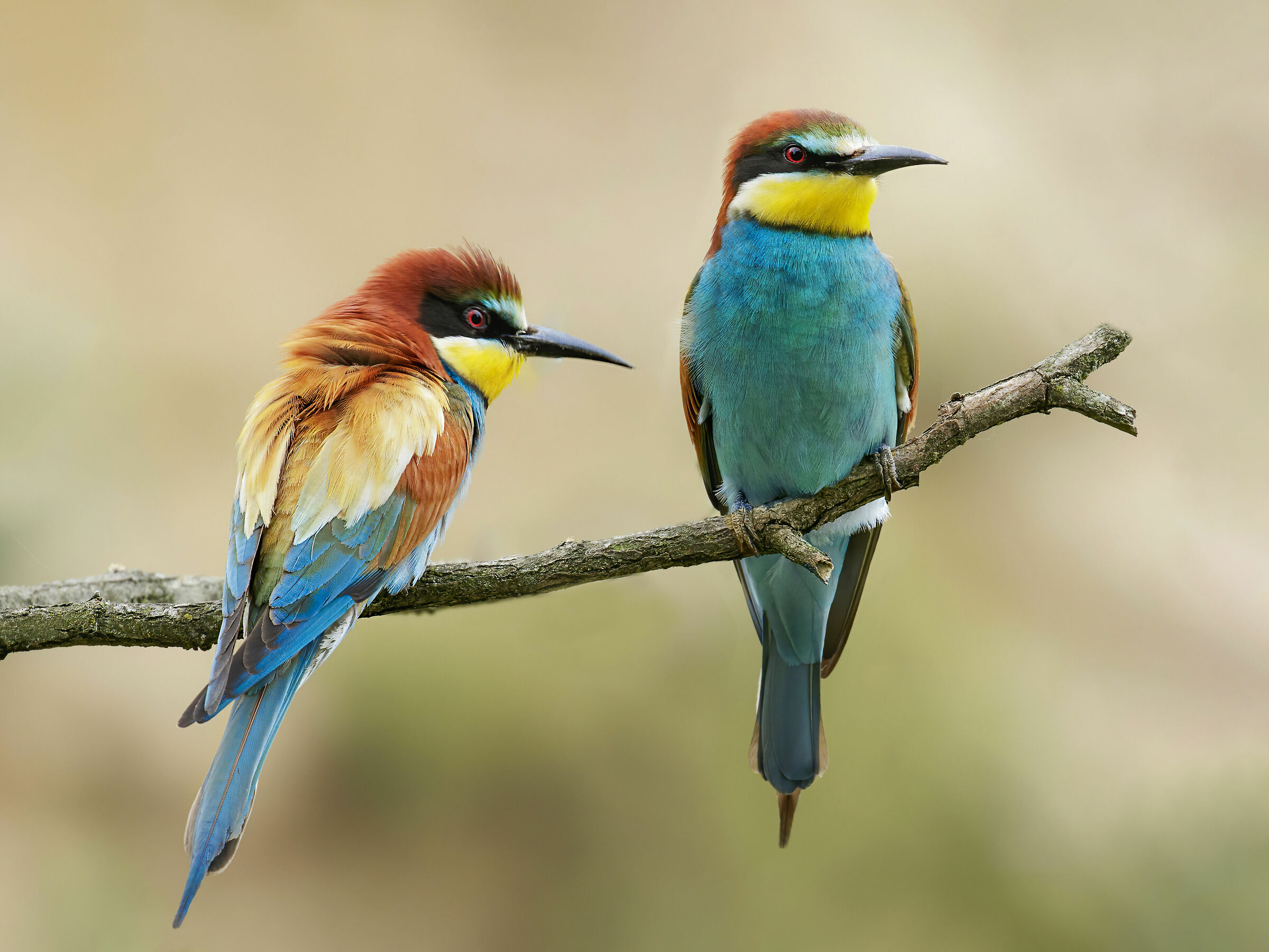 Gruccioni a Torre d'Isola provincia di Pavia