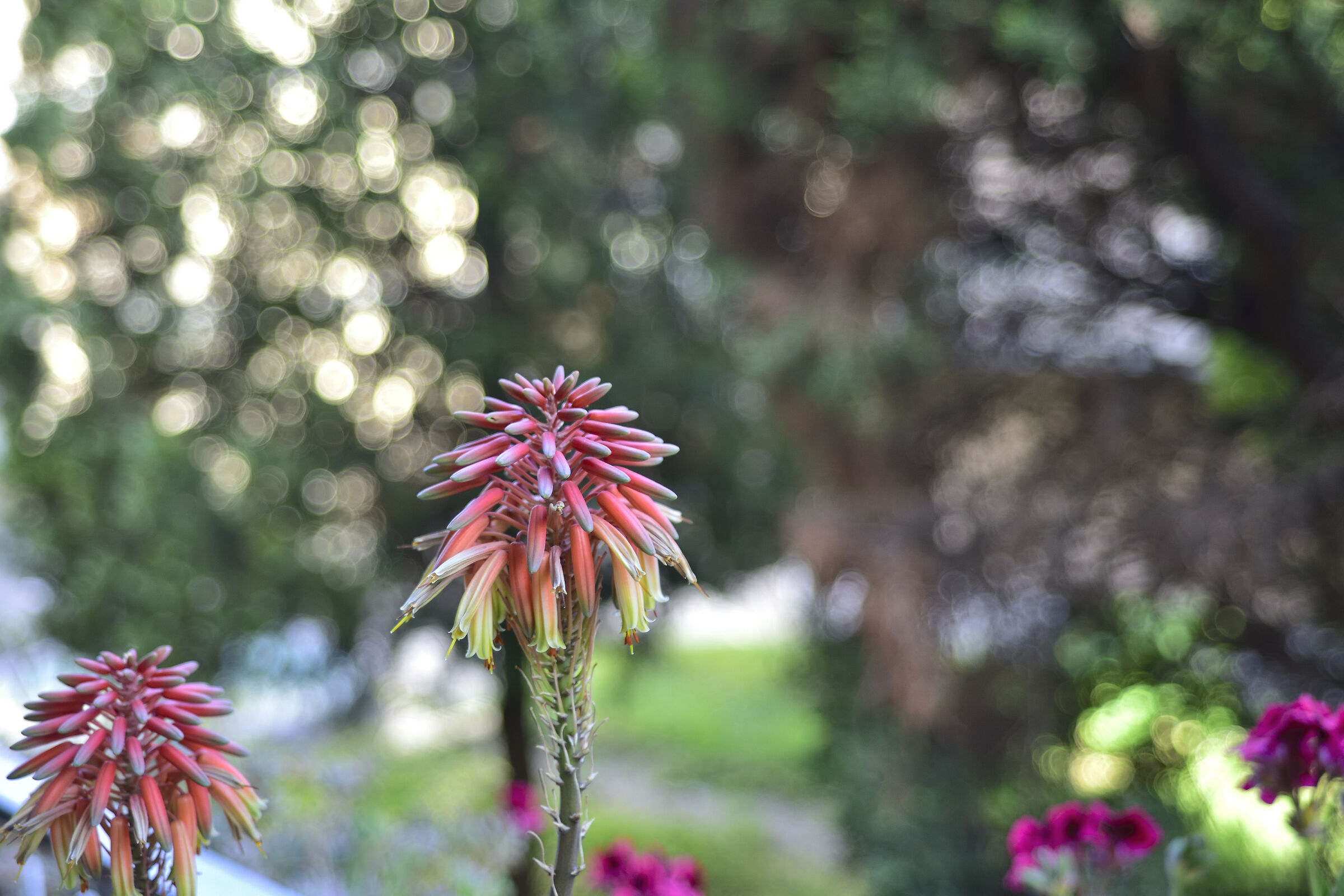 Sulla scia del Meyer