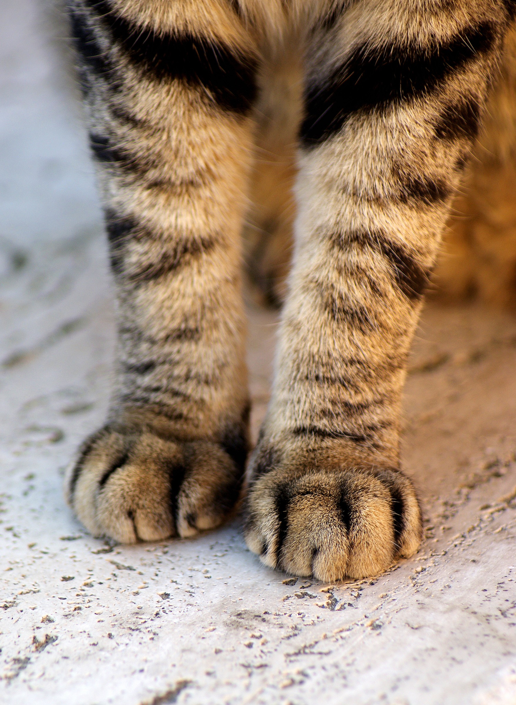 paws
