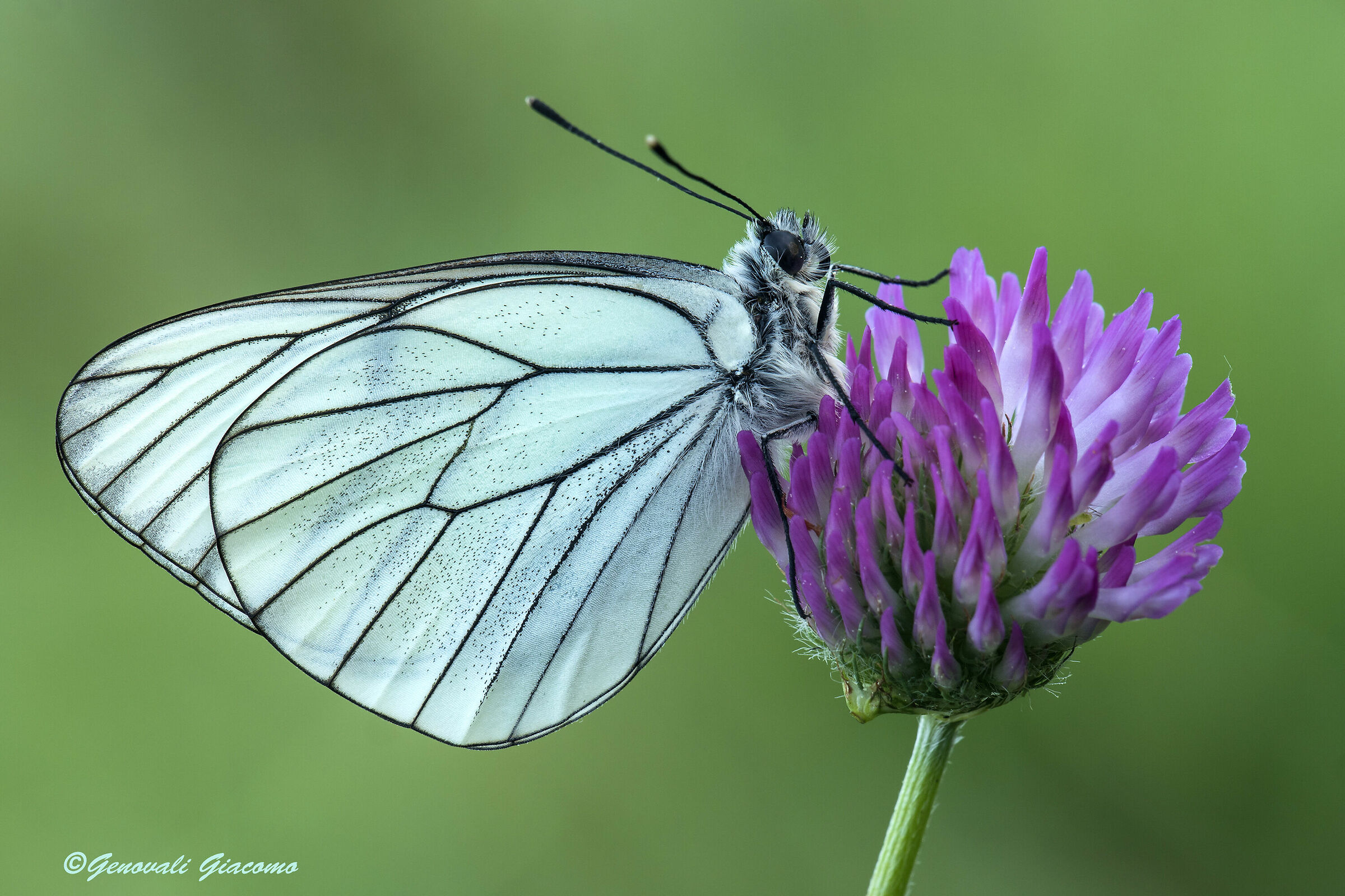 la dama bianca è tornata
