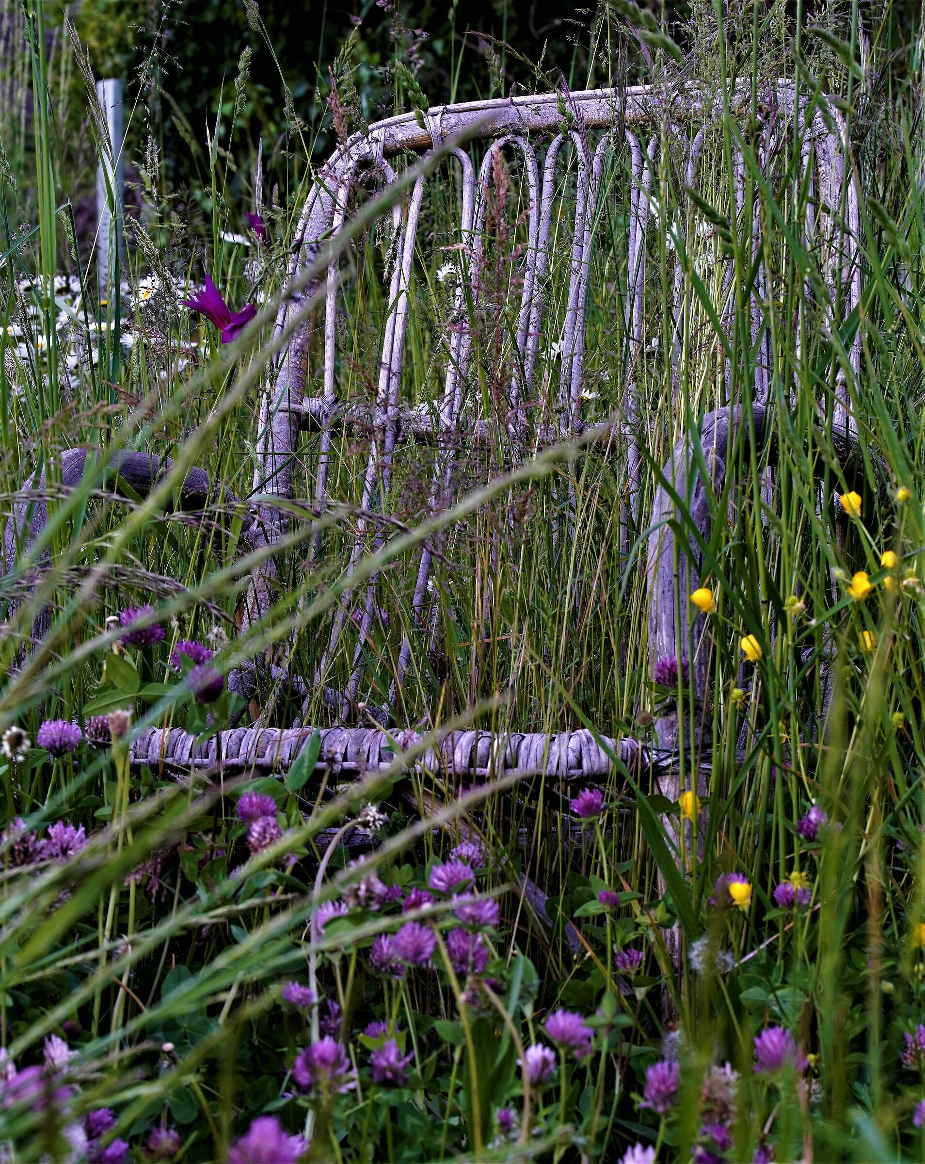 The chair in the lawn
